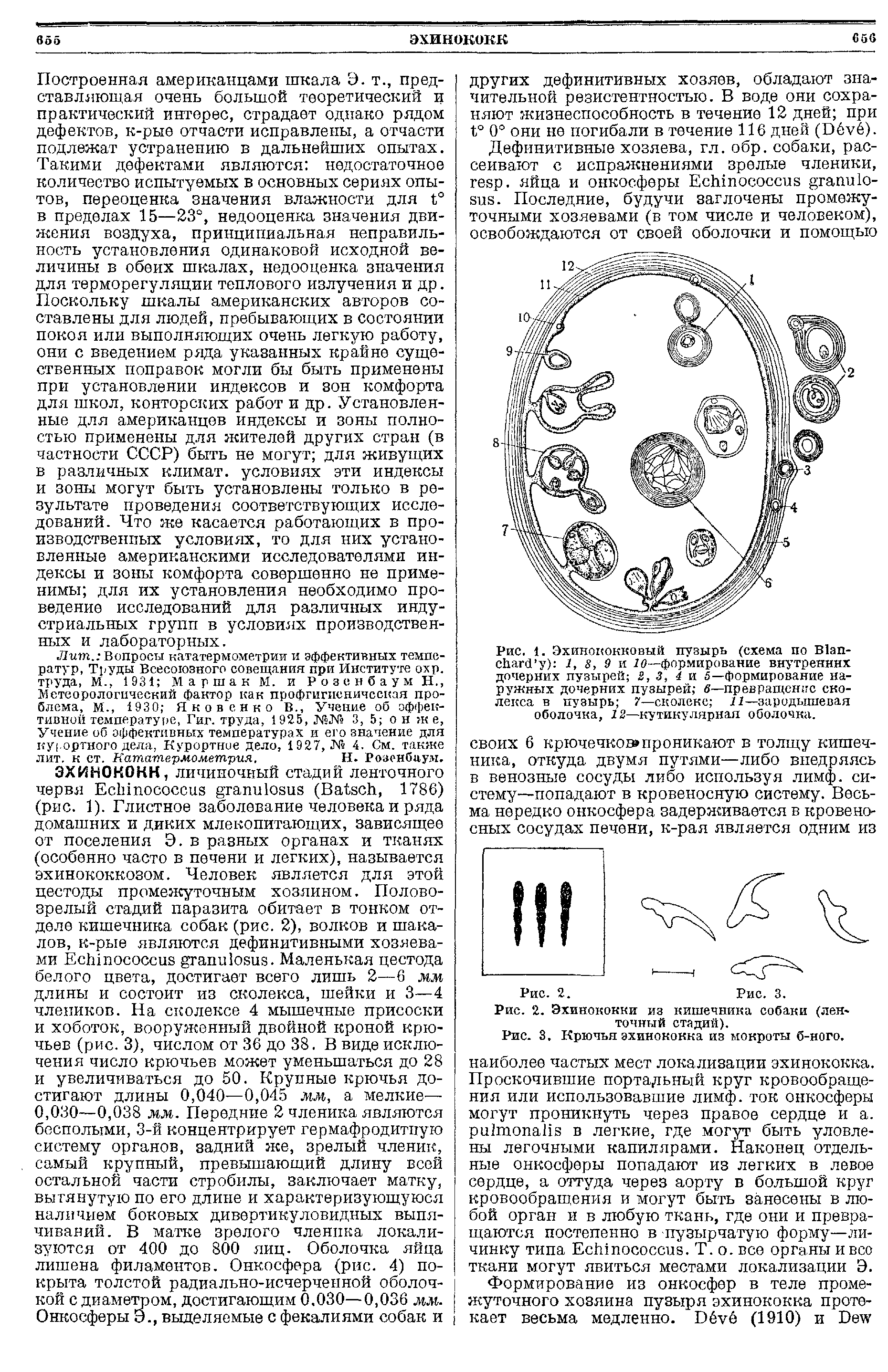 Рис. 1. Эхинококковый пузырь (схема по В1ап-сЬагй у) 7, 8, 9 и 10—формирование внутренних дочерних пузырей 2,3, 4 и 5—формирование наружных дочерних пузырей в—превращение сколекса в пузырь 7—сколекс 11—зародышевая оболочка, 12—кутикулярная оболочка.