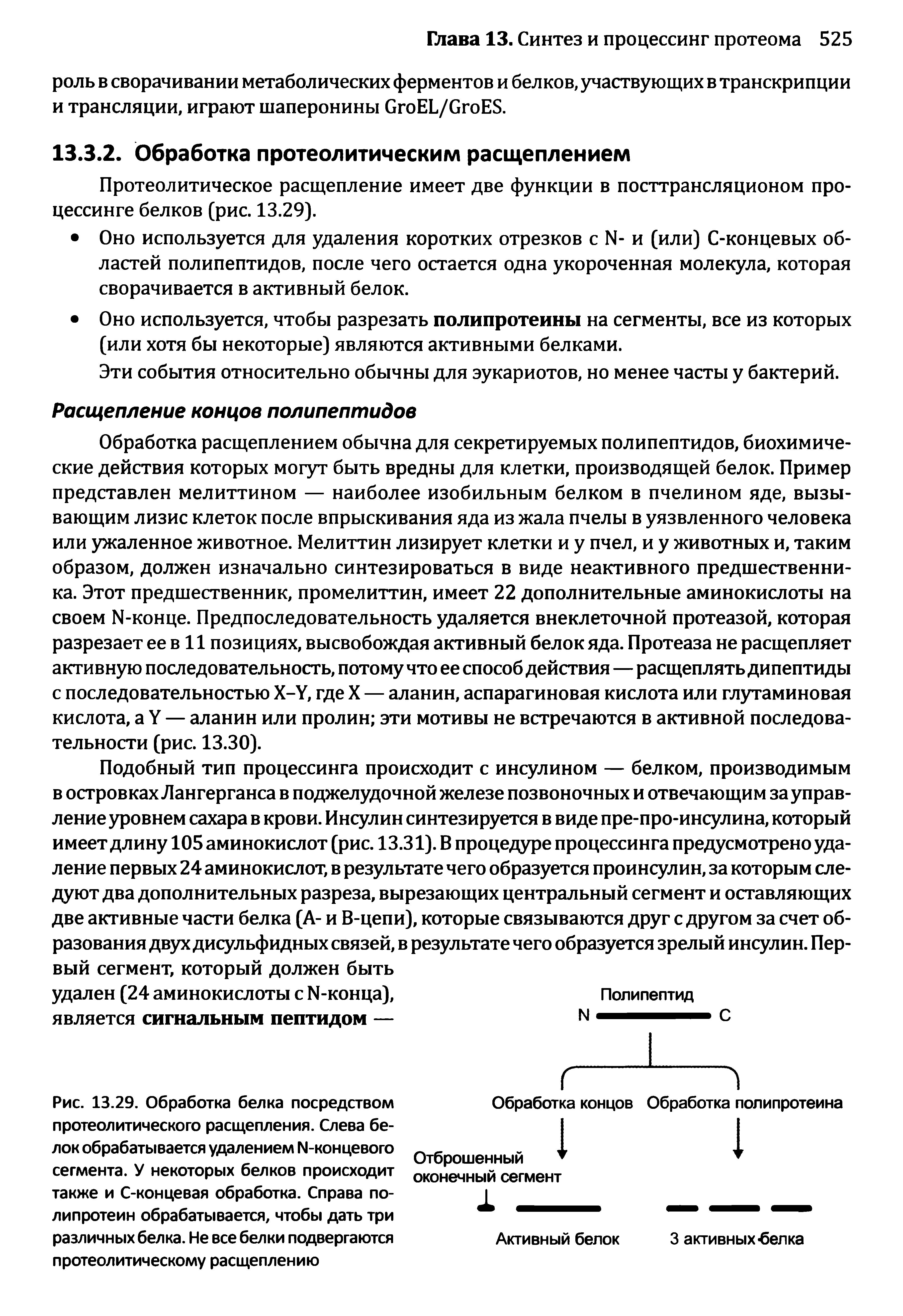 Рис. 13.29. Обработка белка посредством протеолитического расщепления. Слева белок обрабатывается удалением 1Ч-концевого сегмента. У некоторых белков происходит также и С-концевая обработка. Справа полипротеин обрабатывается, чтобы дать три различных белка. Не все белки подвергаются протеолитическому расщеплению...