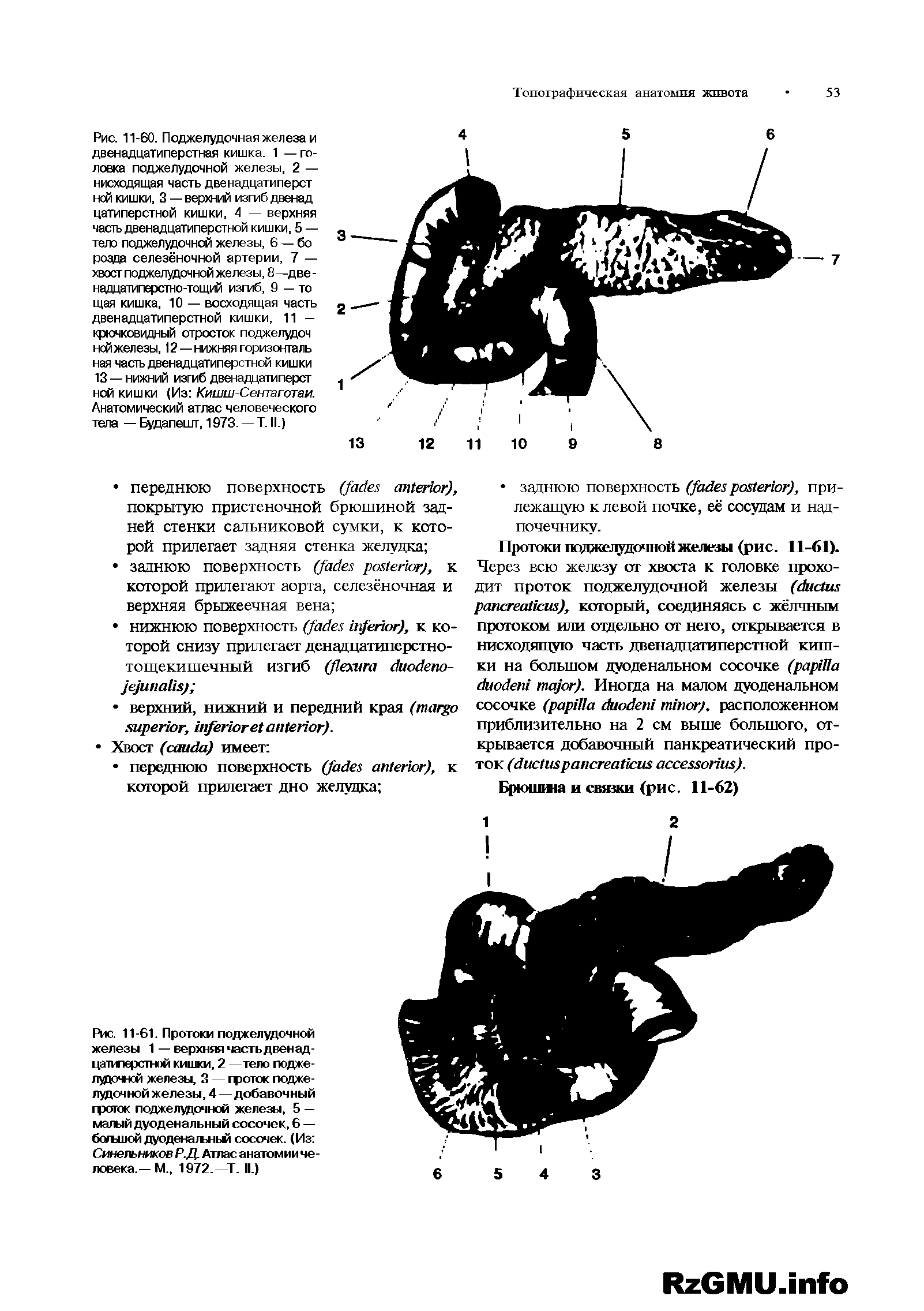Рис. 11-61. Протоки поджелудочной железы 1 — верхняя часть двенадцатиперстной кишки, 2 —тело поджелудочной железы, 3 — гроток поджелудочной железы, 4—добавочный гроток поджелудочной железы, 5 — малый дуоденальный сосочек, 6 — большой дуоденатъньм сосочек. (Из Синельников Р.Д. Атлас анатомии человека.—М., 1972.—Т. II.)...