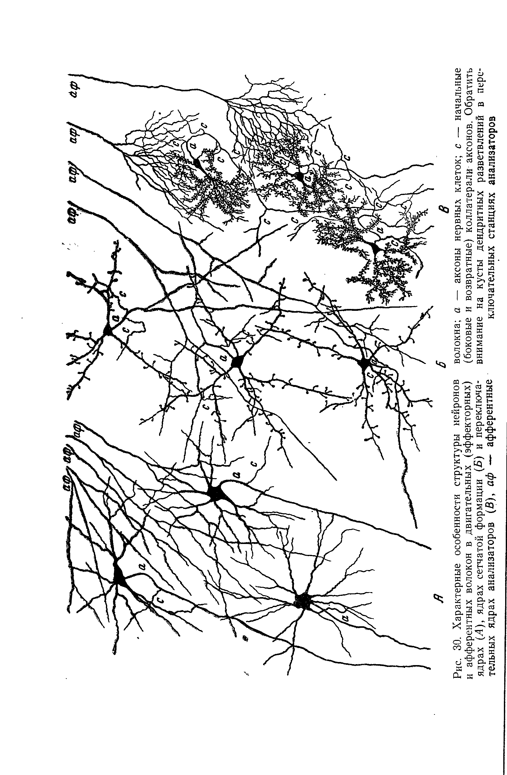 Рис. 30. Характерные особенности структуры нейронов и афферентных волокон в двигательных (эффекторных) ядрах (Л), ядрах сетчатой формации (5) и переключательных ядрах анализаторов (В), аф — афферентные...