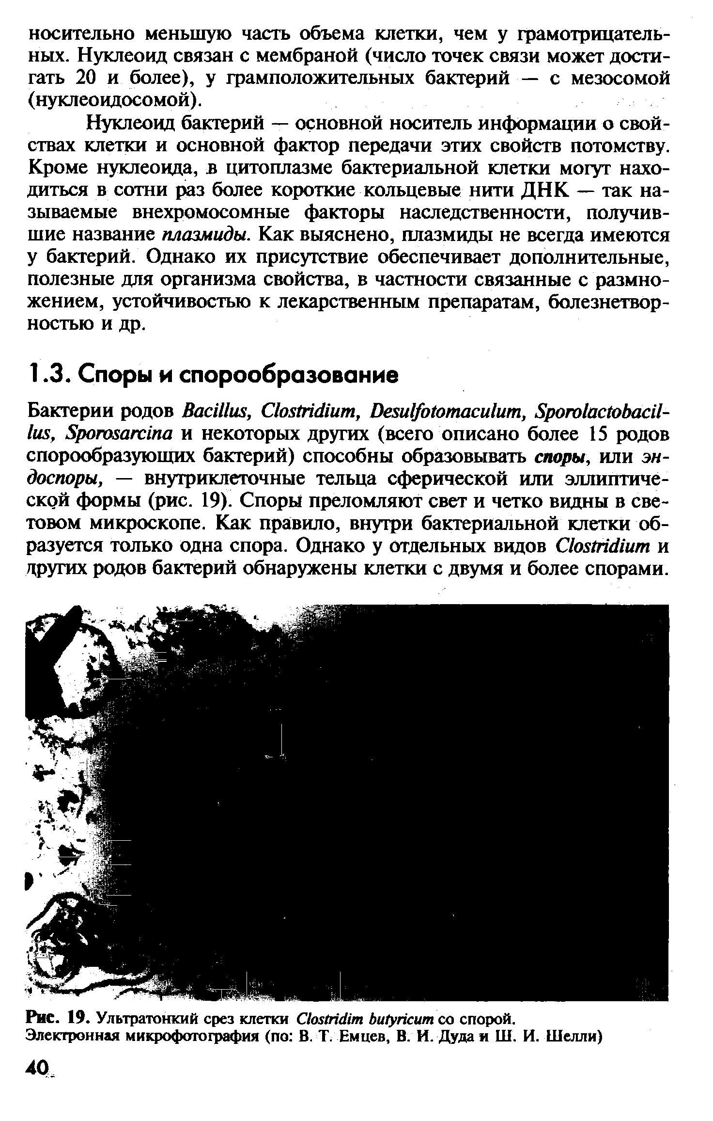 Рис. 19. Ультратонкий срез клетки СЬхШеИт Ьи/упсит со спорой.