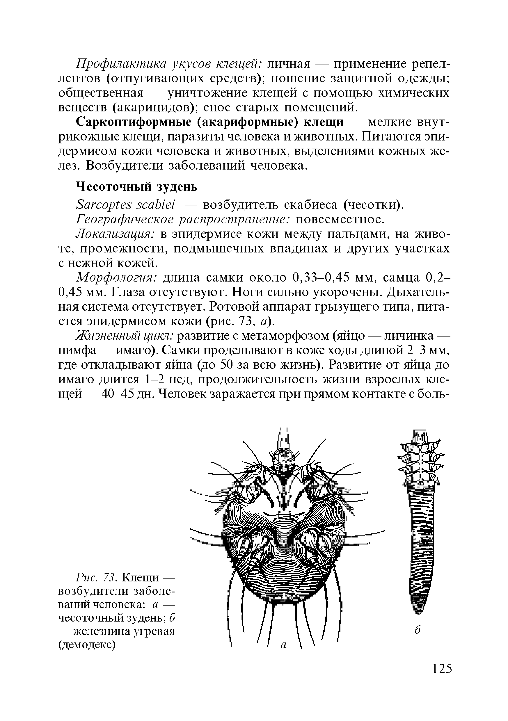Рис. 73. Клещи — возбудители заболевании человека а — чесоточный зудень б — железница угревая (демодекс)...