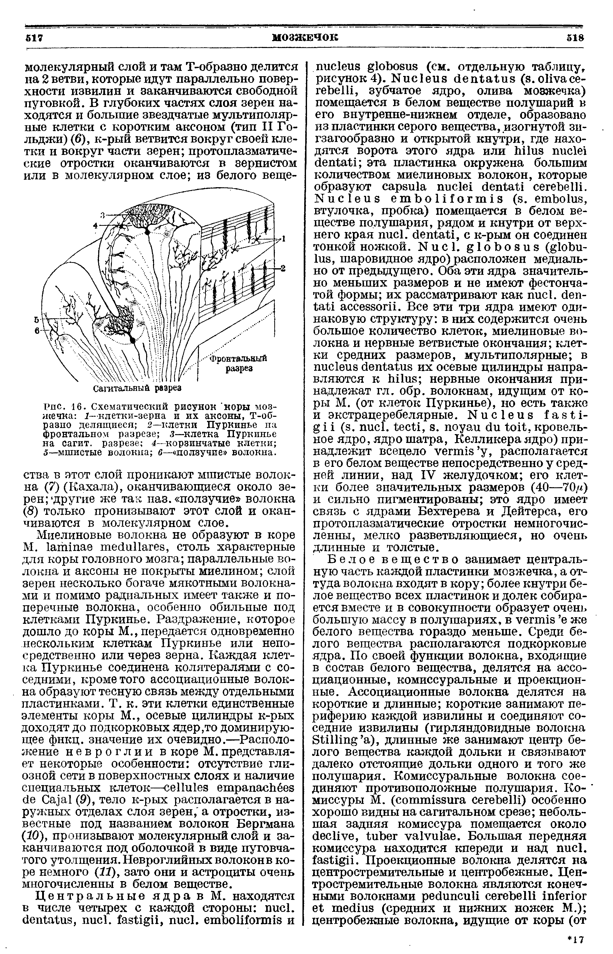 Рис. 16. Схематический рисунок коры мозжечка 1-клетки-зерна и их аксоны, Т-образно делящиеся 2—клетки Пуркинье па фронтальном разрезе 3—клетка Пуркинье на сагит. разрезе 4—корзинчатые клетки 5—мшистые волокна 6— ползучие волокна.