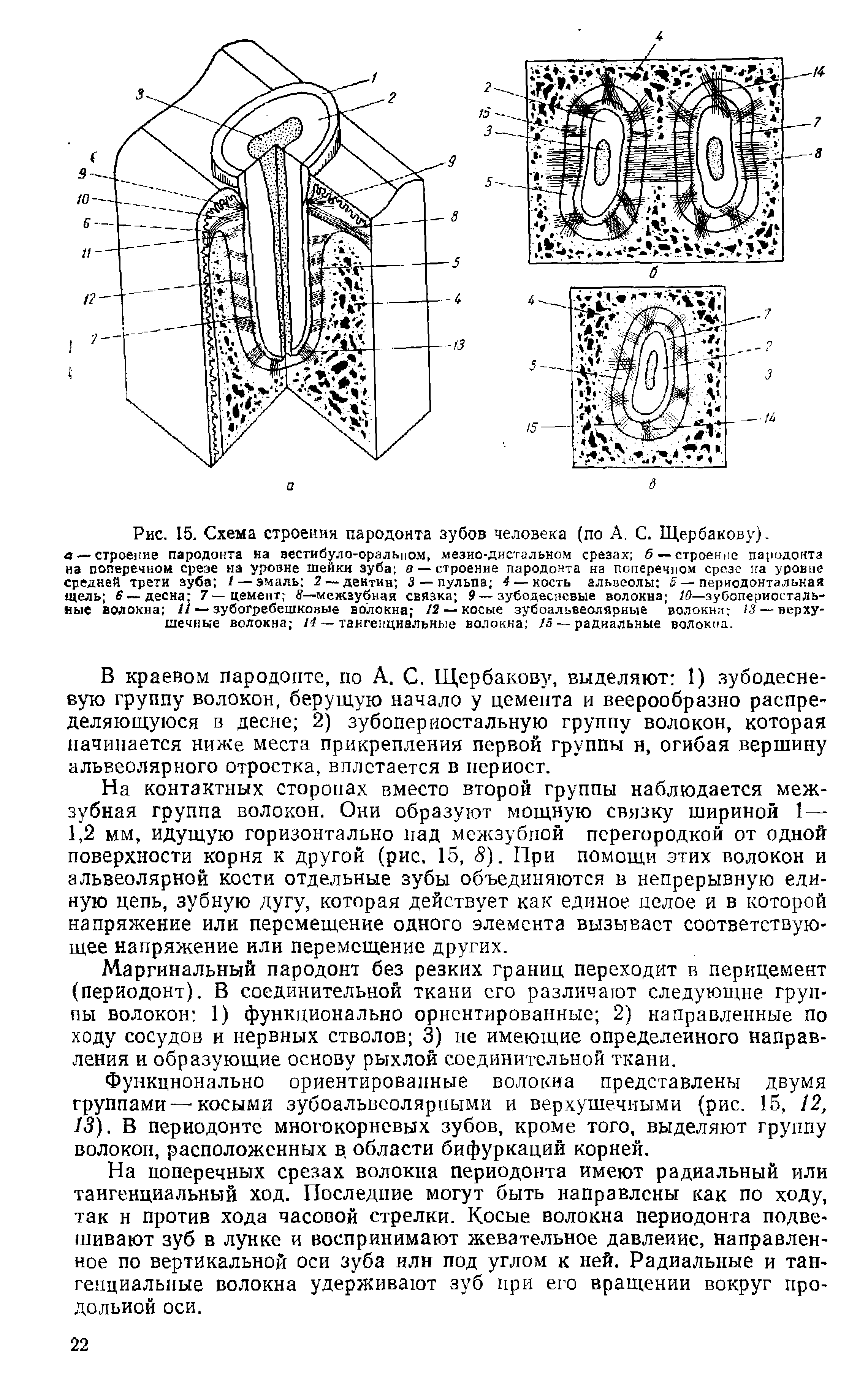 Рис. 15. Схема строения пародонта зубов человека (по А. С. Щербакову).