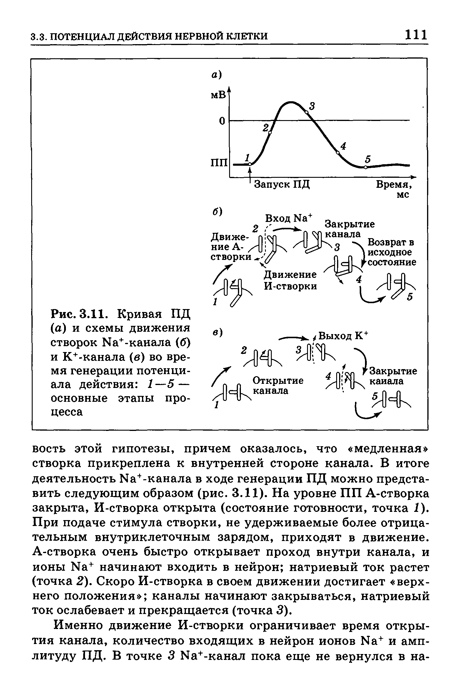 Рис. 3.11. Кривая ПД (а) и схемы движения створок Ыа+-канала (б) и К+-канала (в) во время генерации потенциала действия 1—5 — основные этапы процесса...