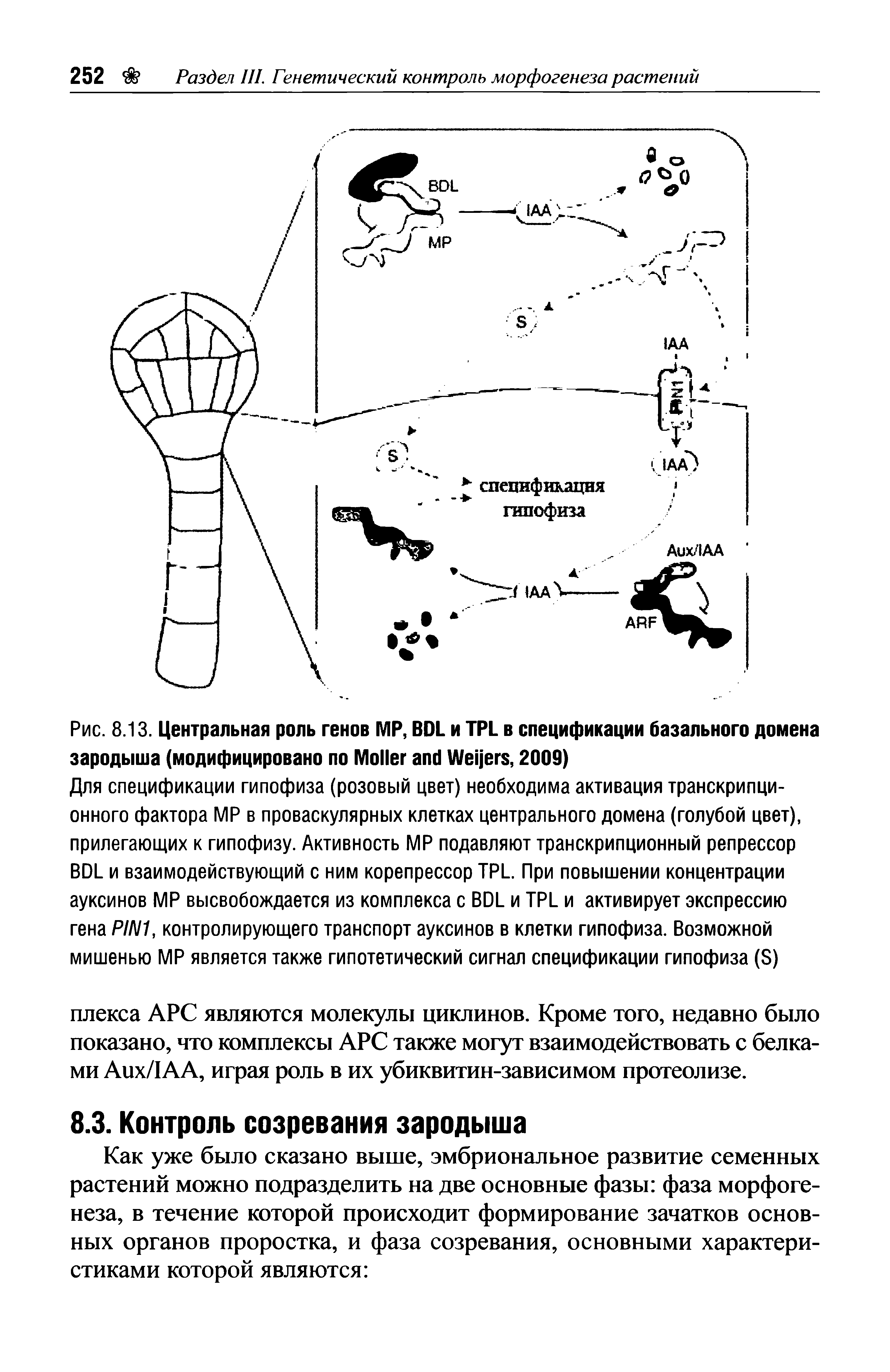 Рис. 8.13. Центральная роль генов MP, BDL и TPL в спецификации базального домена зародыша (модифицировано по M W , 2009)...