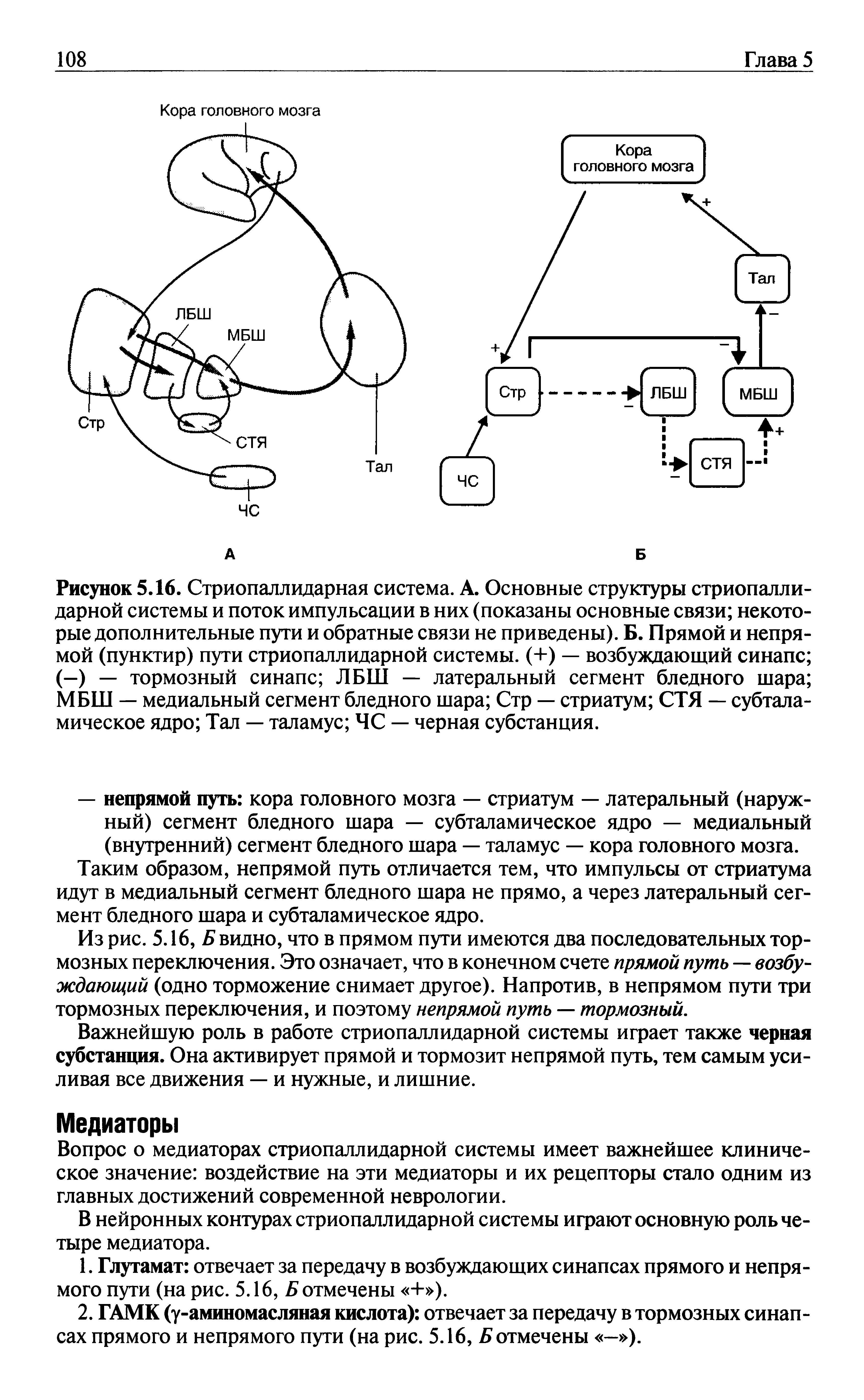 Рисунок 5.16. Стриопаллидарная система. А. Основные структуры стриопалли-дарной системы и поток импульсации в них (показаны основные связи некоторые дополнительные пути и обратные связи не приведены). Б. Прямой и непрямой (пунктир) пути стриопаллидарной системы. (+) — возбуждающий синапс (—) — тормозный синапс ЛБШ — латеральный сегмент бледного шара МБШ — медиальный сегмент бледного шара Стр — стриатум СТЯ — субталамическое ядро Тал — таламус ЧС — черная субстанция.