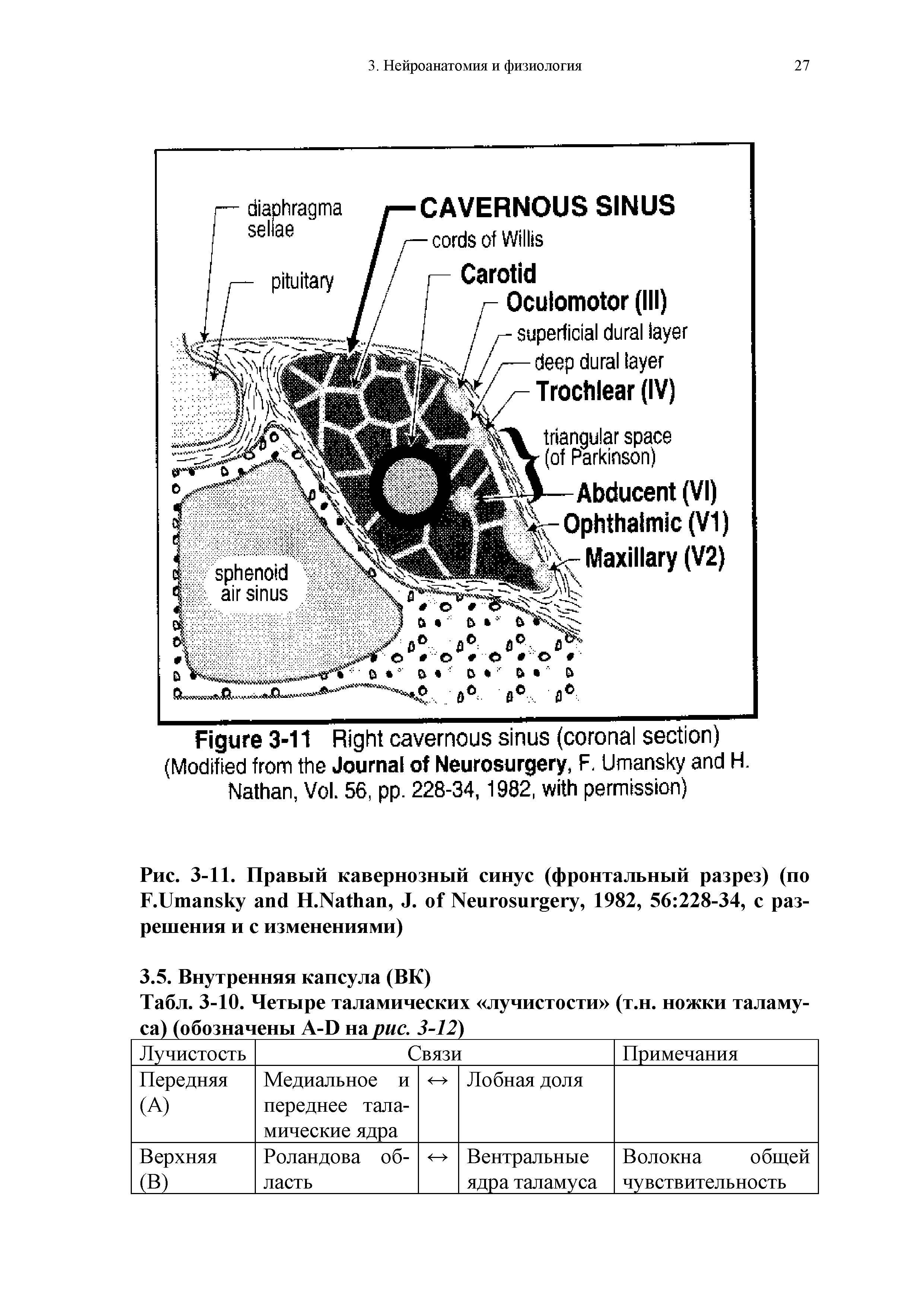 Рис. 3-11. Правый кавернозный синус (фронтальный разрез) (по F.U H.N , J. N , 1982, 56 228-34, с разрешения и с изменениями)...