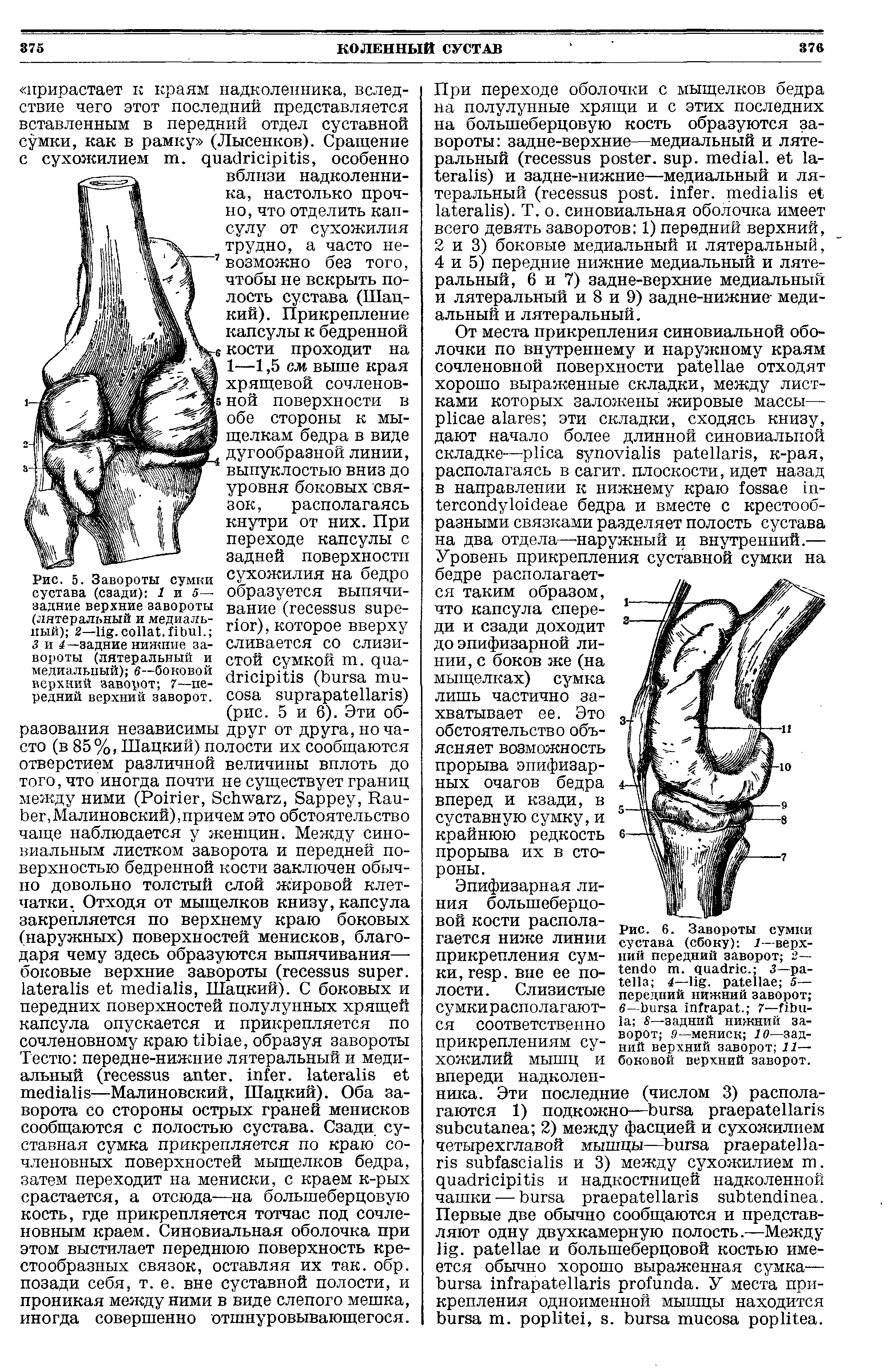 Рис. 6. Завороты сумки сустава (сбоку) 1—верхний передний заворот 2— . . 3— 4— . 5— передний нижний заворот 6— . 7— S—задний нижний заворот 9— мениск 10—задний верхний заворот 11— боковой верхний заворот.