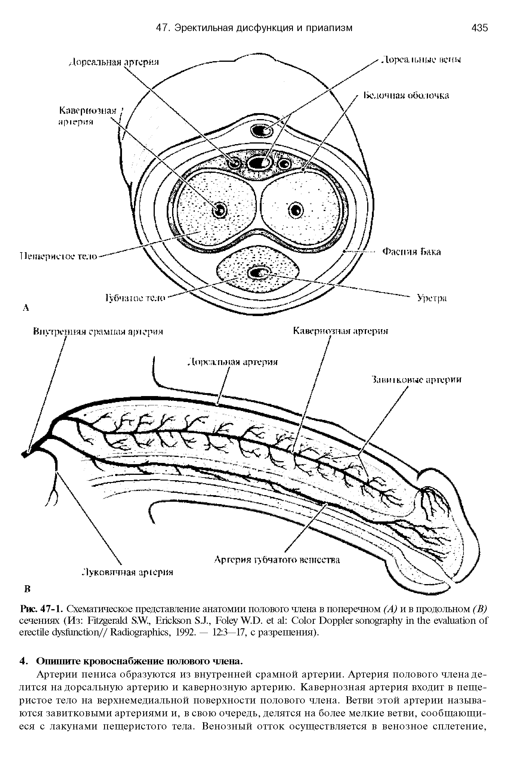 Рис. 47-1. Схематическое представление анатомии полового члена в поперечном (А) и в продольном (В) сечениях (Из F S.W., E S.J., F W.D. C D // R , 1992. — 12 3—17, с разрешения).