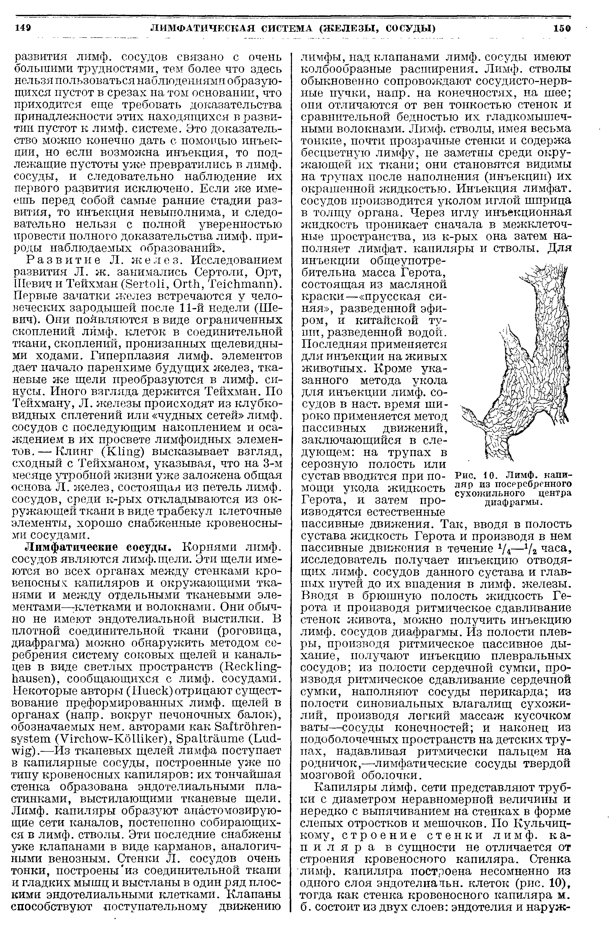 Рис. 10. Лимф, капи-ляр из посеребренного сухожильного центра диафрагмы.