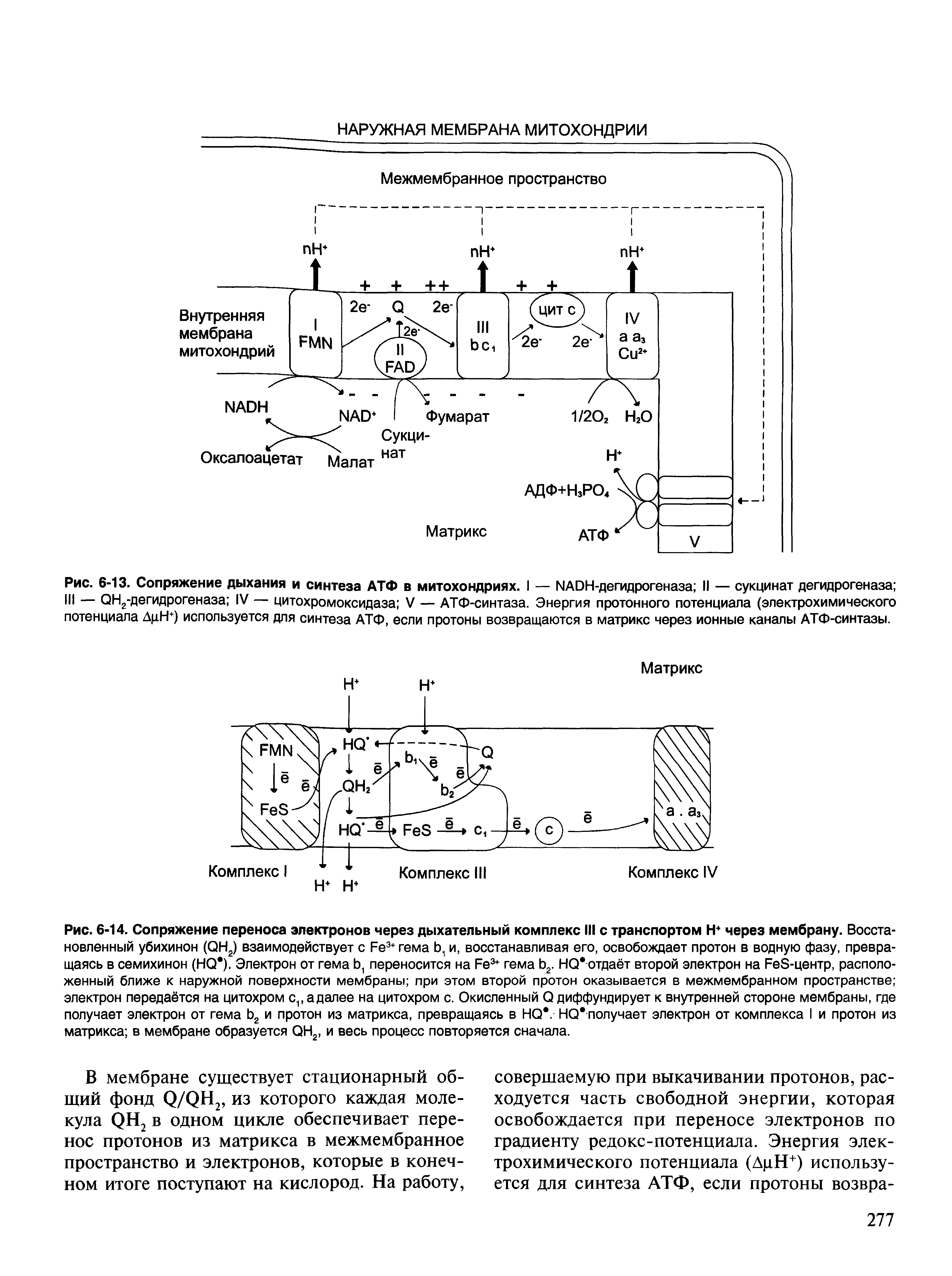 Рис. 6-13. Сопряжение дыхания и синтеза АТФ в митохондриях. I — NADH-дегидрогеназа II — сукцинат дегидрогеназа ...