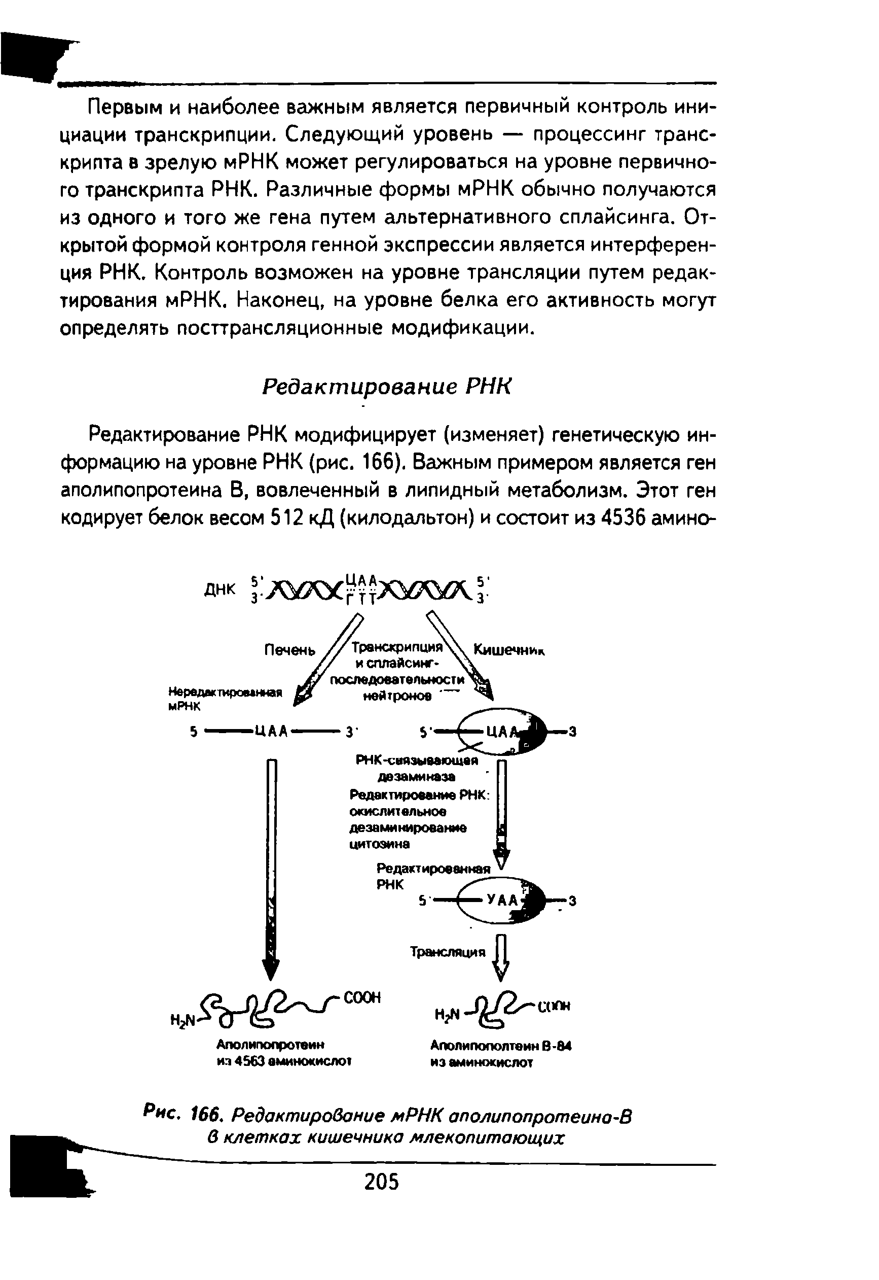 Рис. 166. Редактирование мРНК аполипопротеино-В в клетках кишечника млекопитающих...