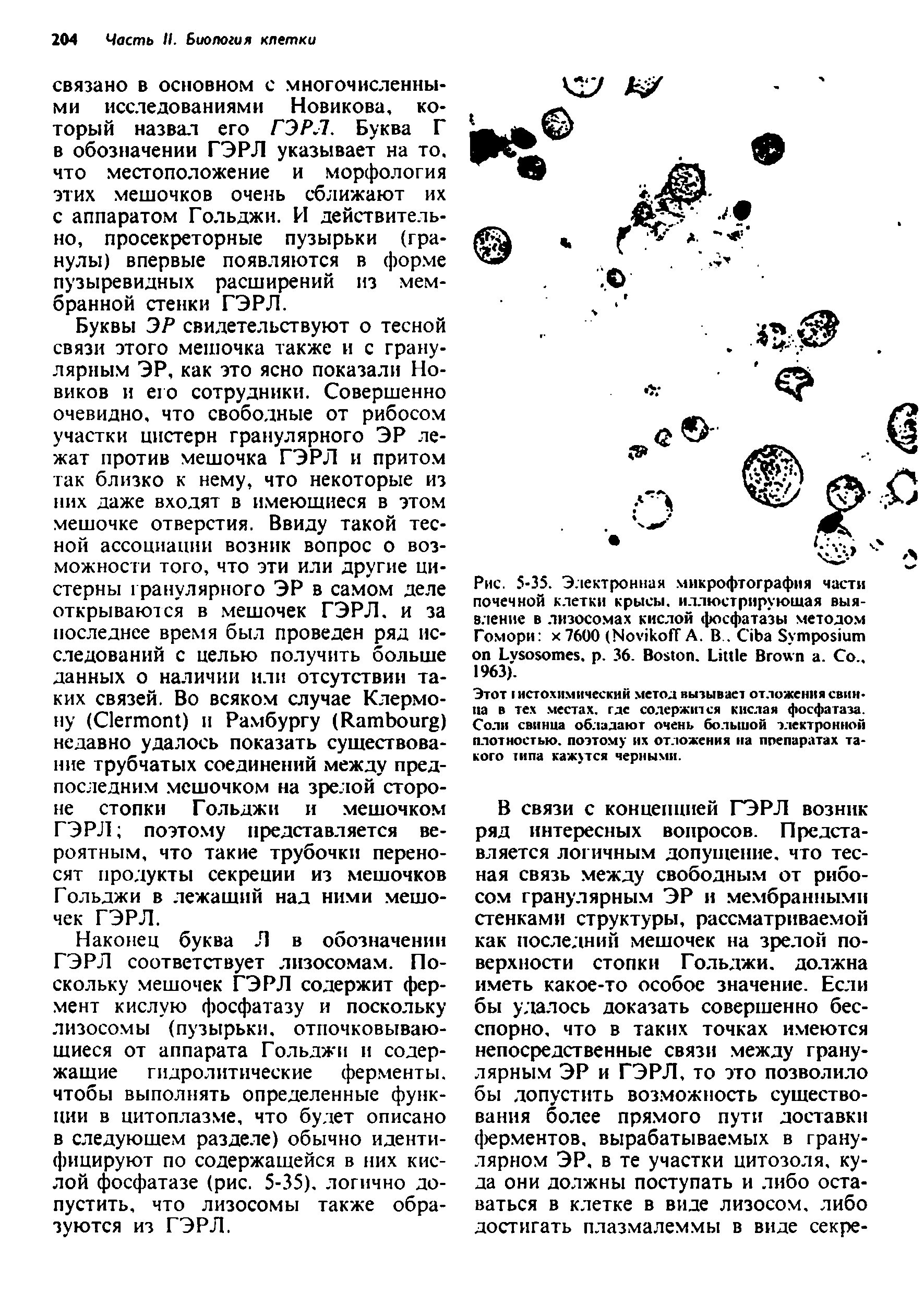 Рис. 5-35. Электронная микрофтографня части почечной клетки крысы, иллюстрирующая выявление в лизосомах кислой фосфатазы методом Гомори х 7600 (N А. В.. C S L , . 36. B . L B . C .. 1963).