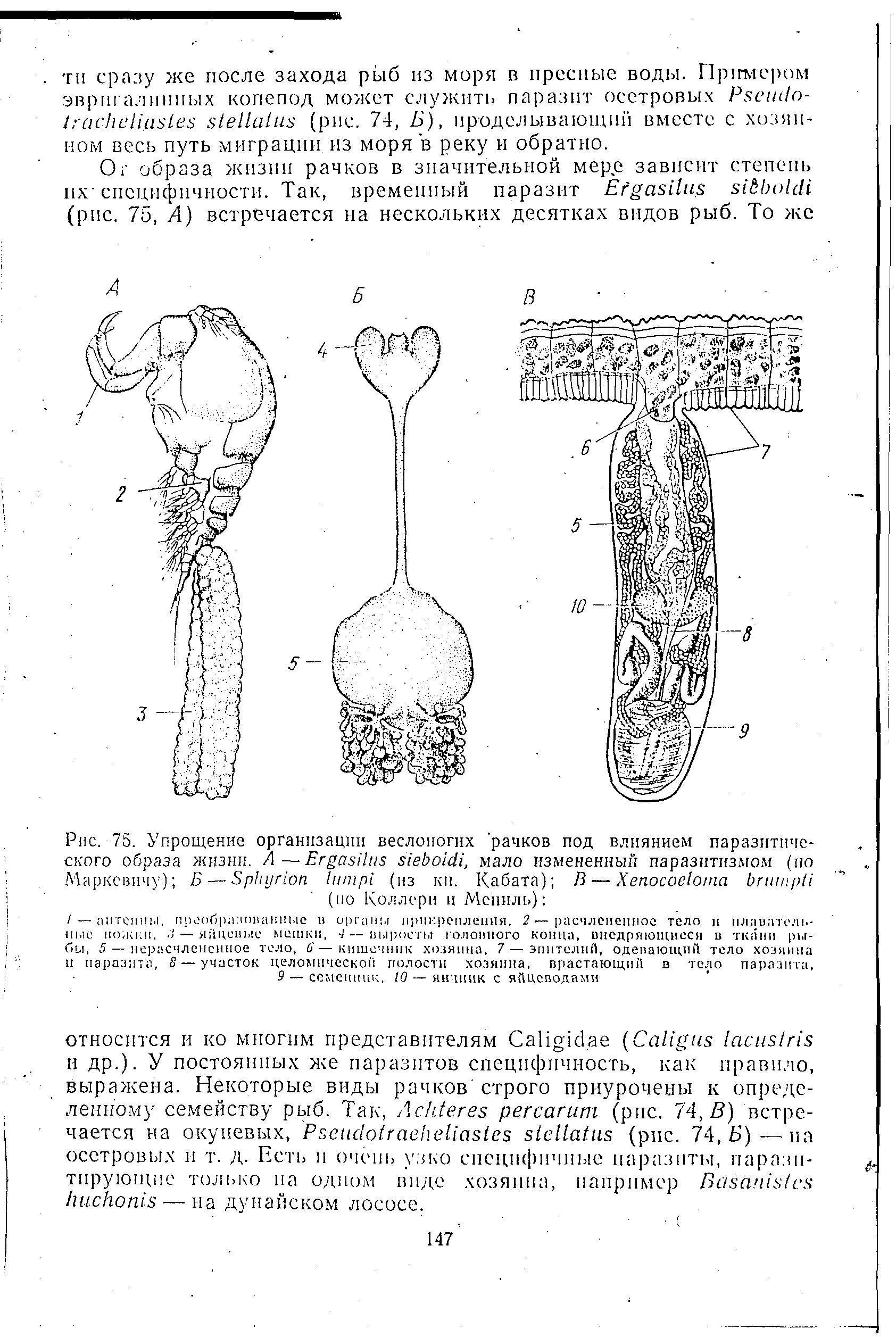 Рис. 75. Упрощение организации веслоногих рачков под влиянием паразитического образа жизни. А—Ег аэНцз з/ еЬоиН, мало измененный паразитизмом (по Маркевичу) Б — БрНугюп 1итр1 (из кп. Кабата) В — Хепосое1ота ЬпицрИ (по Коллери и Мепиль) ...
