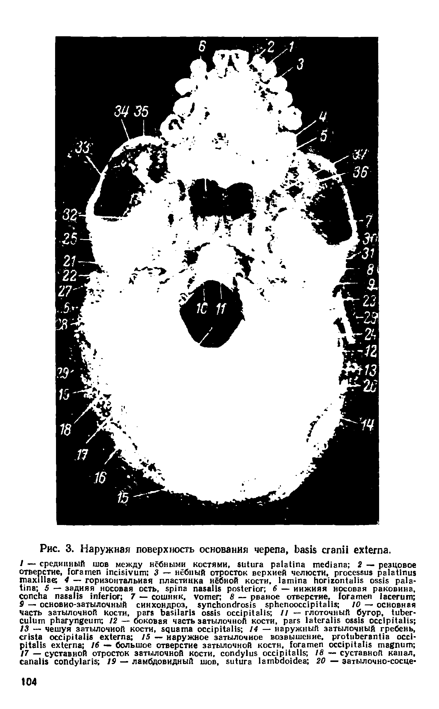 Рис. 3. Наружная поверхность основания черепа, .