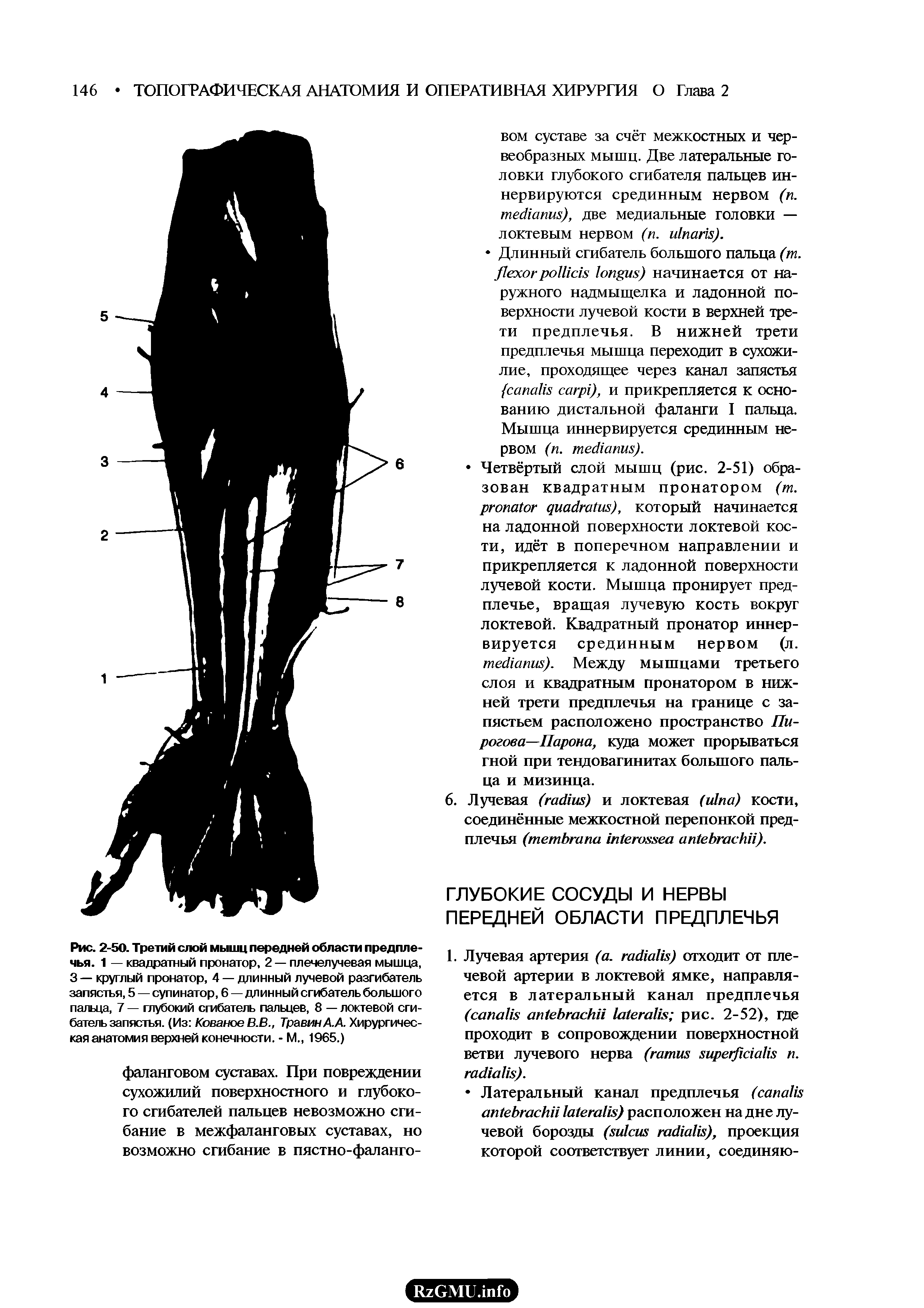 Рис. 2-50. Третий слой мышц передней области предплечья. 1 — квадратный пронатор, 2 — плечелучевая мышца, 3 — круглый пронатор, 4 — длинный лучевой разгибатель запястья, 5 — супинатор, 6 — длинный сгибатель большого пальца, 7 — глубокий сгибатель пальцев, 8 — локтевой сгибатель запястья. (Из Кованое В.В., Травин А. А. Хирургическая анатомия верхней конечности. - М., 1965.)...