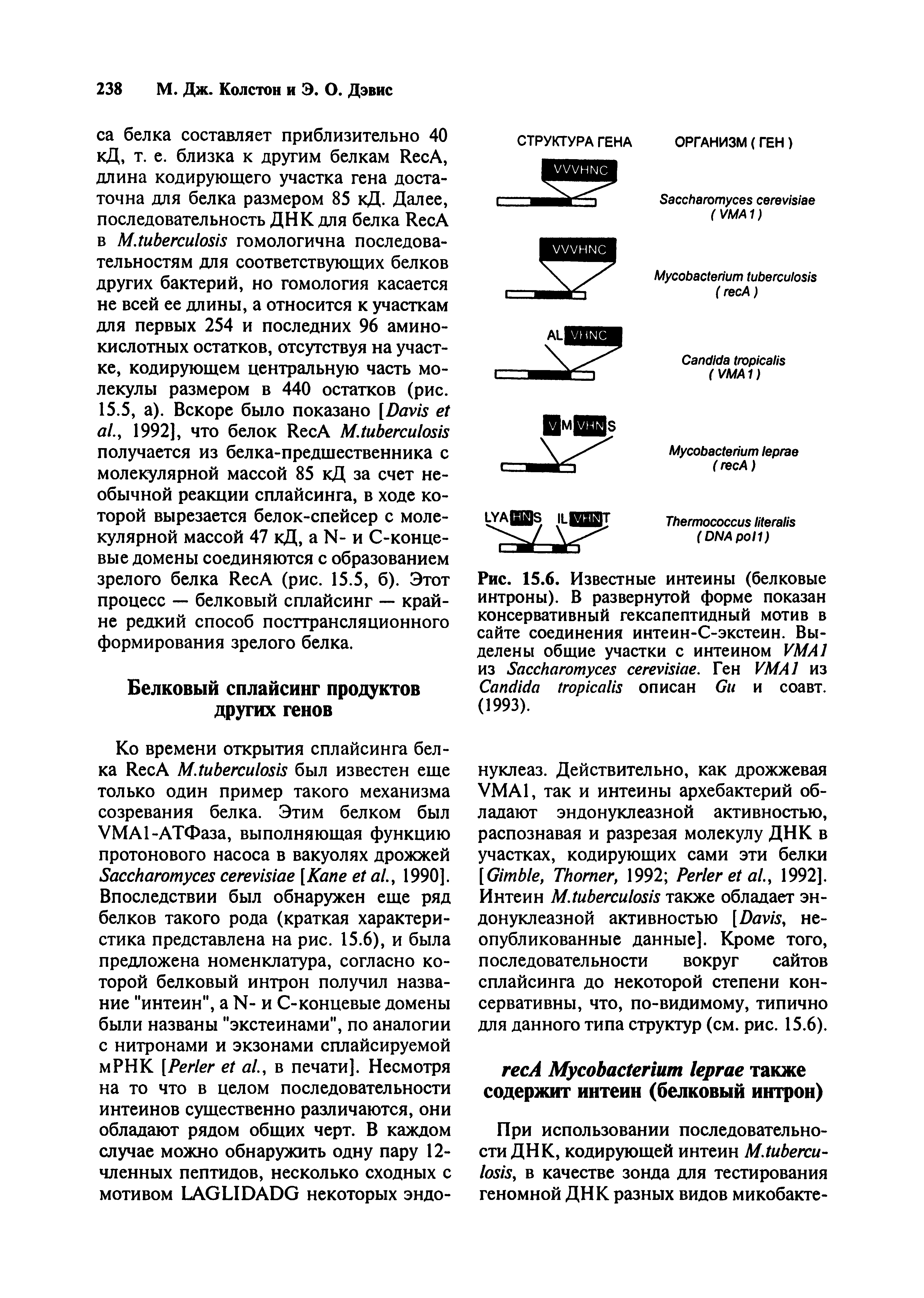 Рис. 15.6. Известные интеины (белковые интроны). В развернутой форме показан консервативный гексапептидный мотив в сайте соединения интеин-С-экстеин. Выделены общие участки с интеином VMA1 из S . Ген VMA1 из C описан G и соавт. (1993).