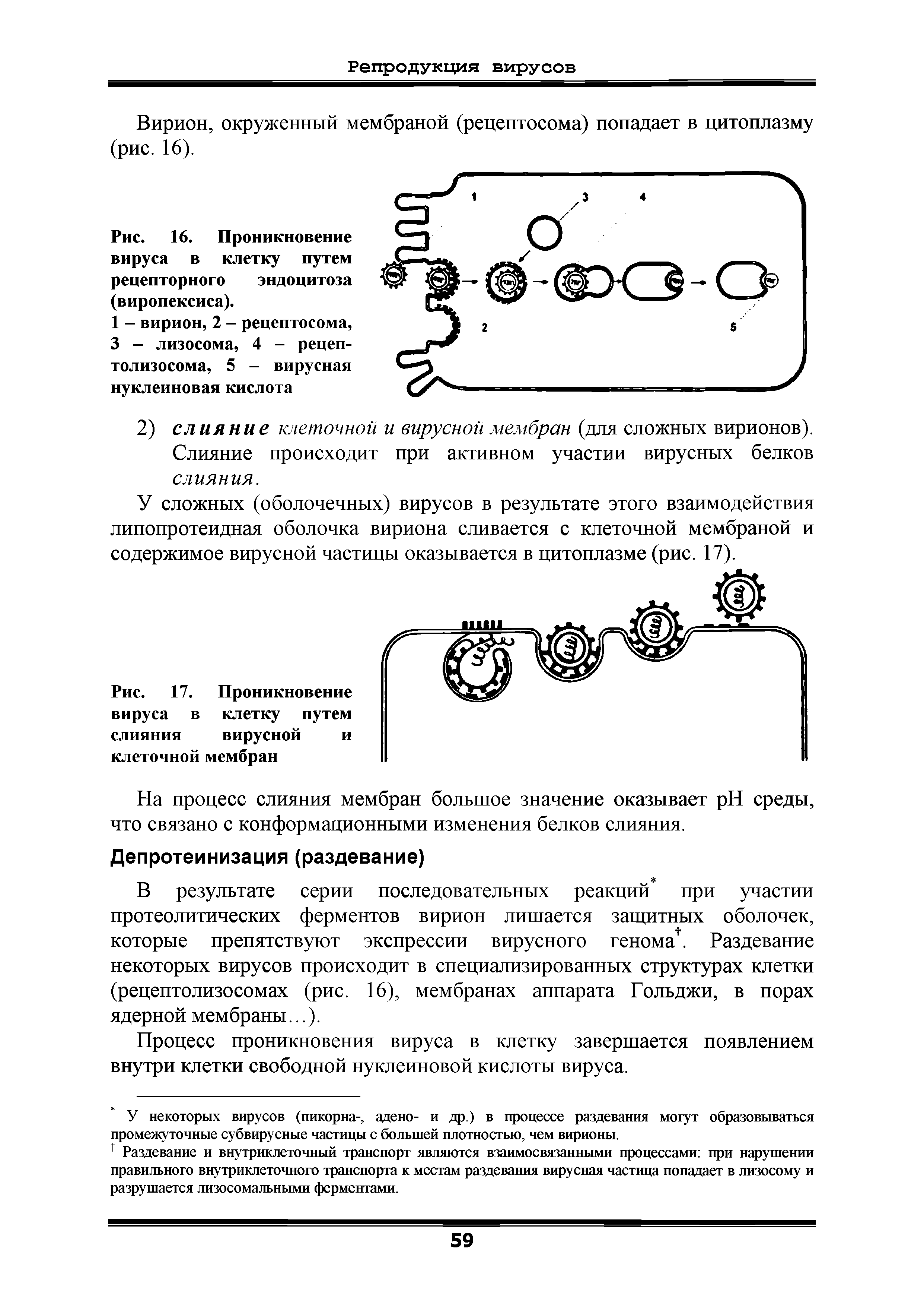 Рис. 16. Проникновение вируса в клетку путем рецепторного эндоцитоза (виропексиса).