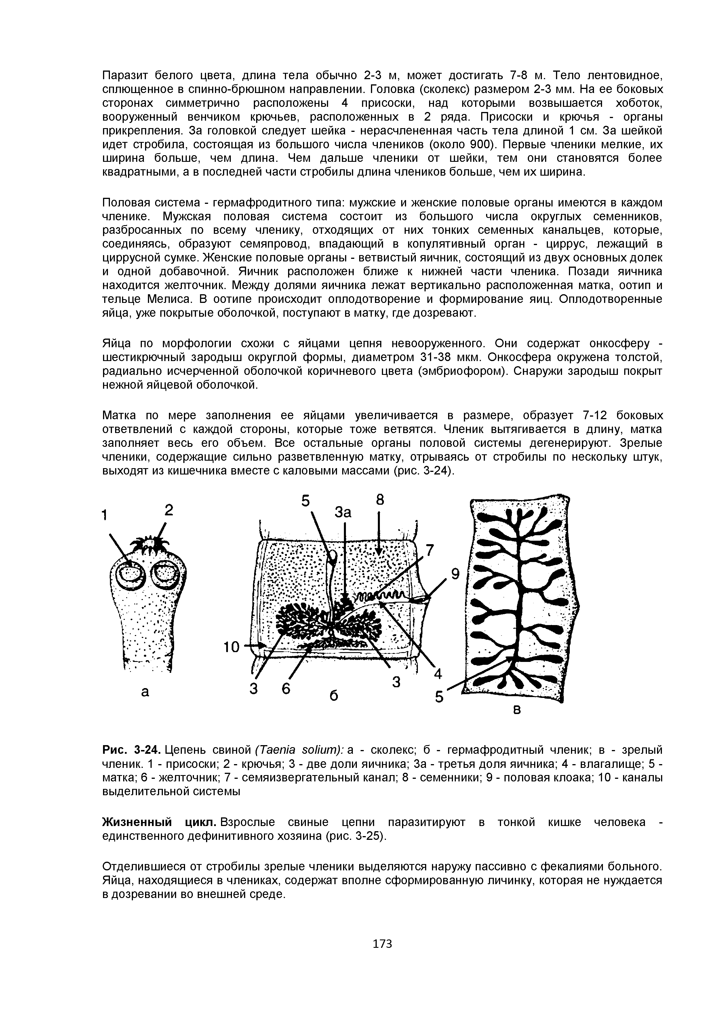 Рис. 3-24. Цепень свиной (T ) а - сколекс б - гермафродитный членик в - зрелый членик. 1 - присоски 2 - крючья 3 - две доли яичника За - третья доля яичника 4 - влагалище 5 -матка 6 - желточник 7 - семяизвергательный канал 8 - семенники 9 - половая клоака 10 - каналы выделительной системы...