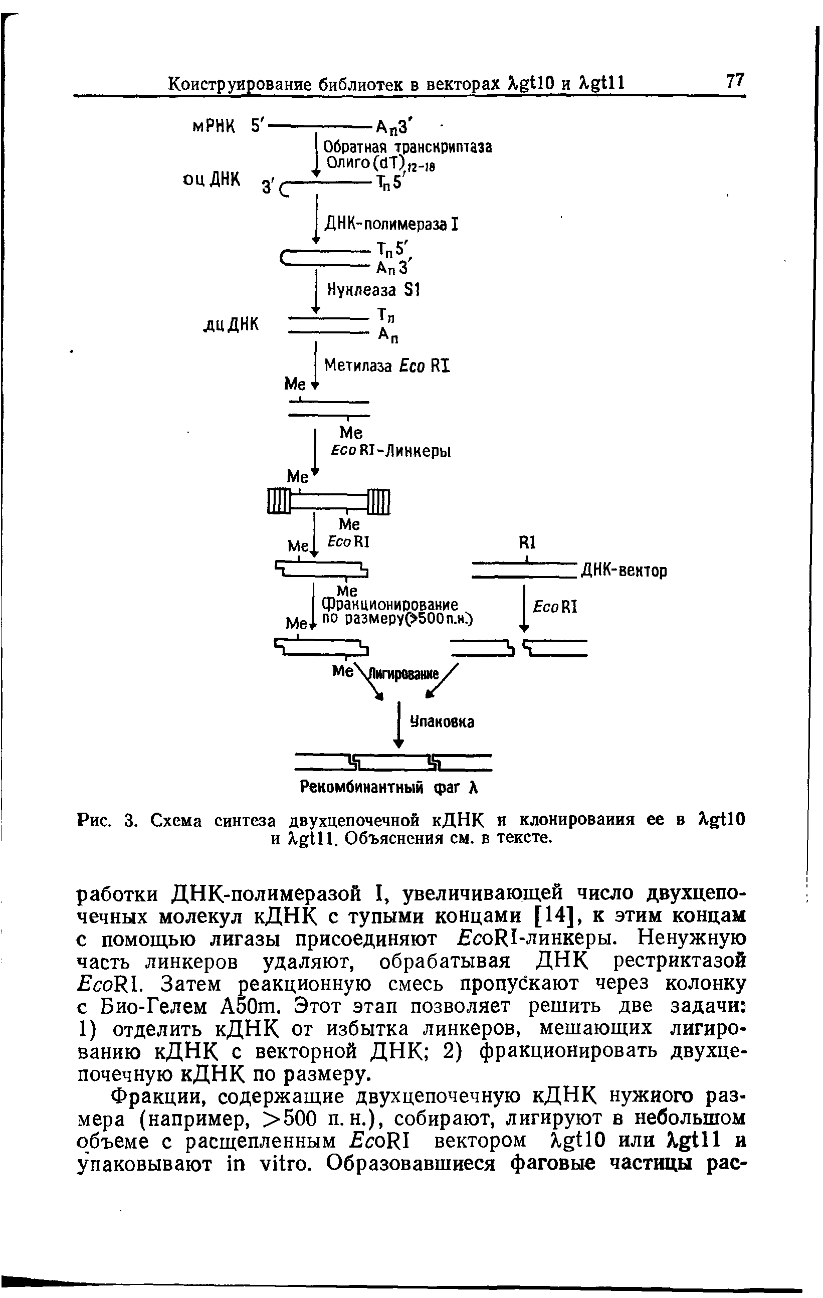 Рис. 3. Схема синтеза двухцепочечной кДНК и клонирования ее в X O и X . Объяснения см. в тексте.