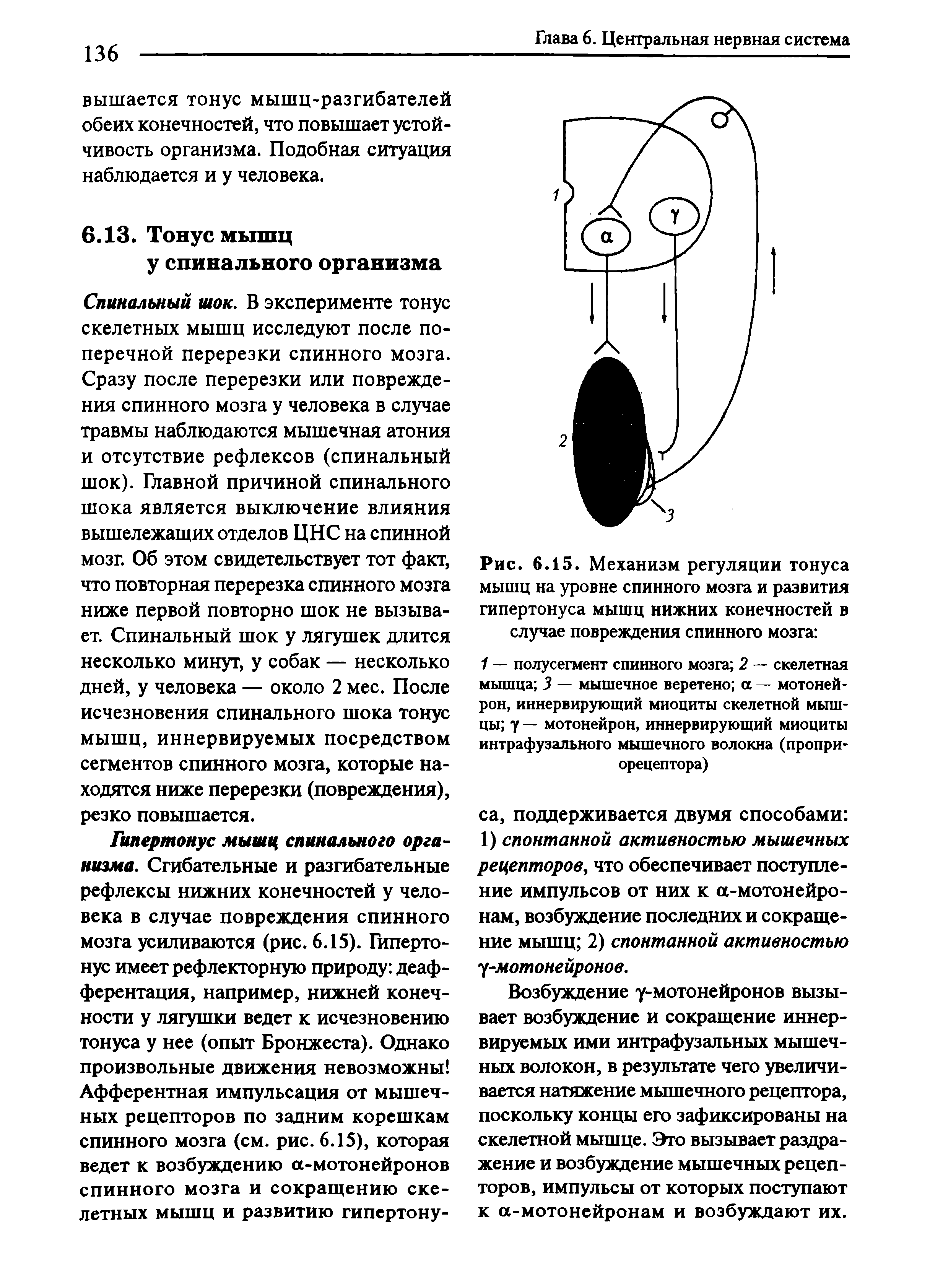 Рис. 6.15. Механизм регуляции тонуса мышц на уровне спинного мозга и развития гипертонуса мышц нижних конечностей в случае повреждения спинного мозга ...