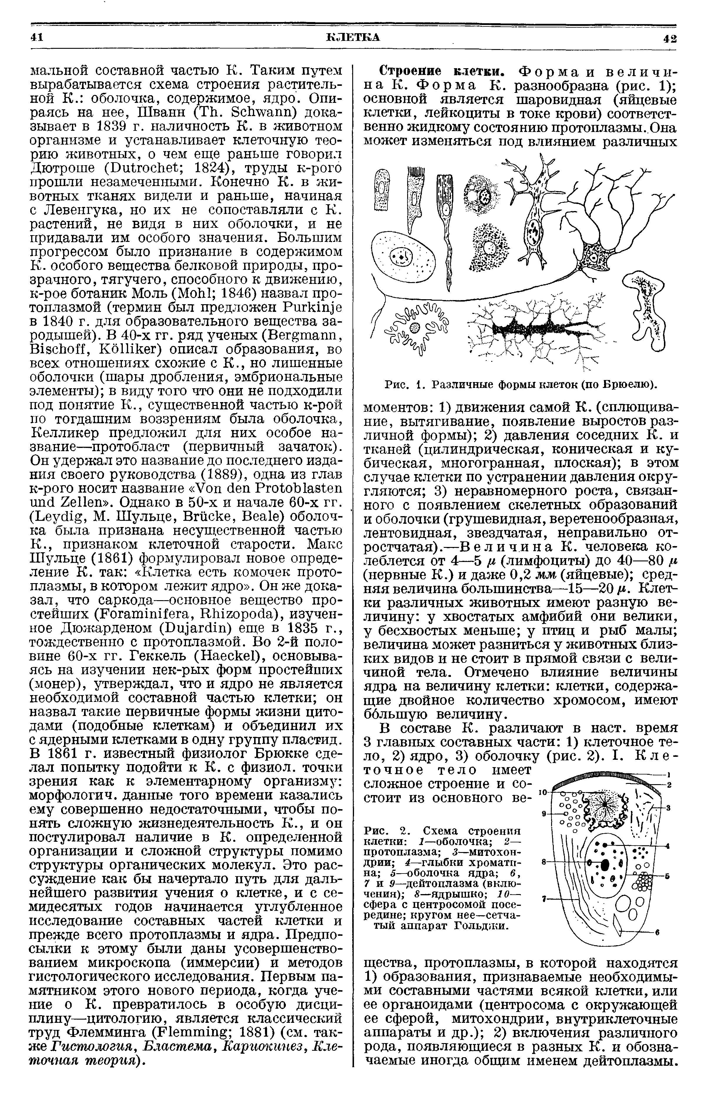 Рис. 2. Схема строения клетки 1—оболочка 2— протоплазма 3—митохондрии 4—глыбки хроматина 5—оболочка ядра в, 7 и 9—дейтоплазма (включения) 8—ядрышко 10— сфера с центросомой посередине кругом нее—сетчатый аппарат Гольджи.