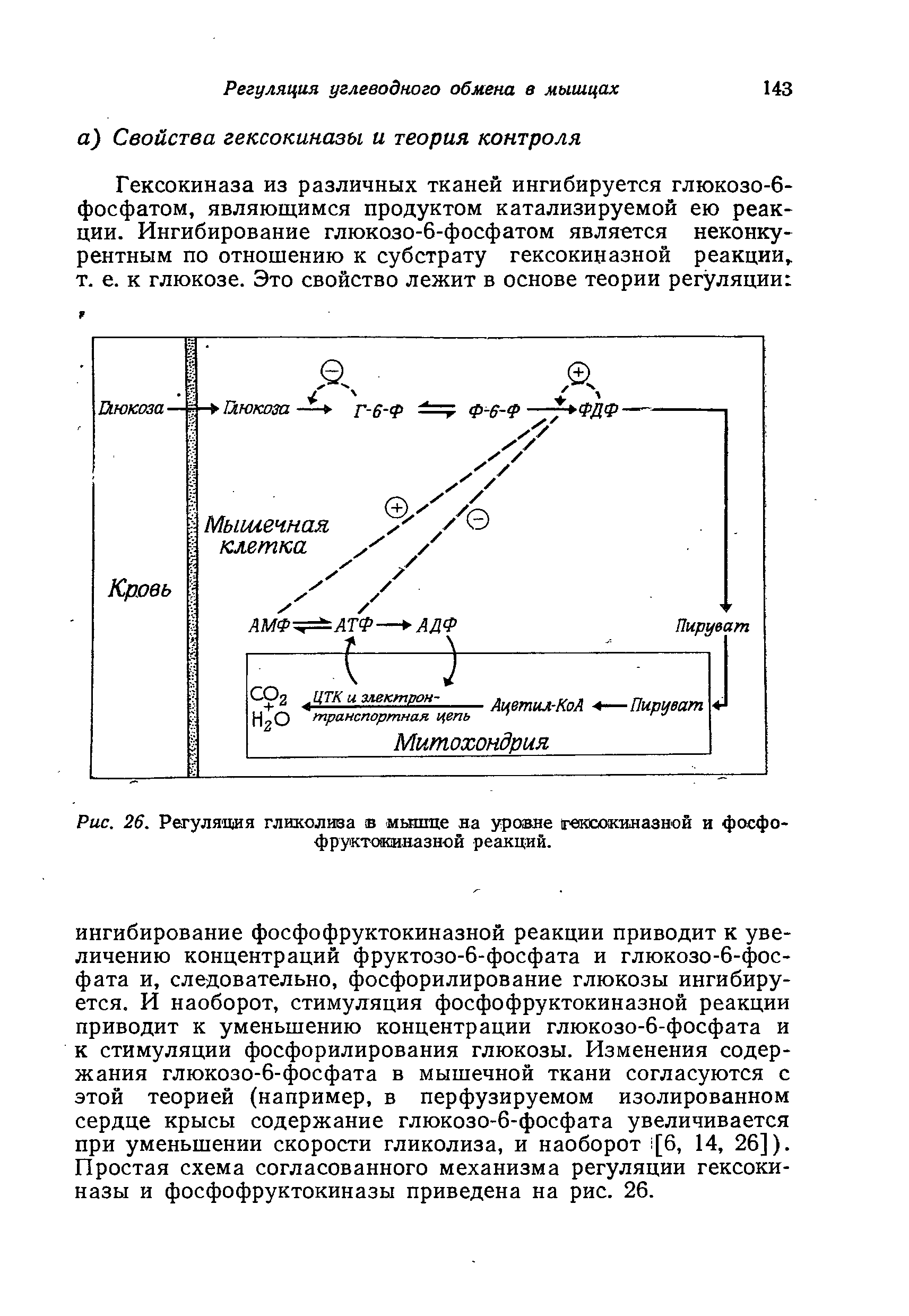 Рис. 26. Регуляция гликолиза в мышце на уровне гексокиназной и фосфофруктокиназной реакций.
