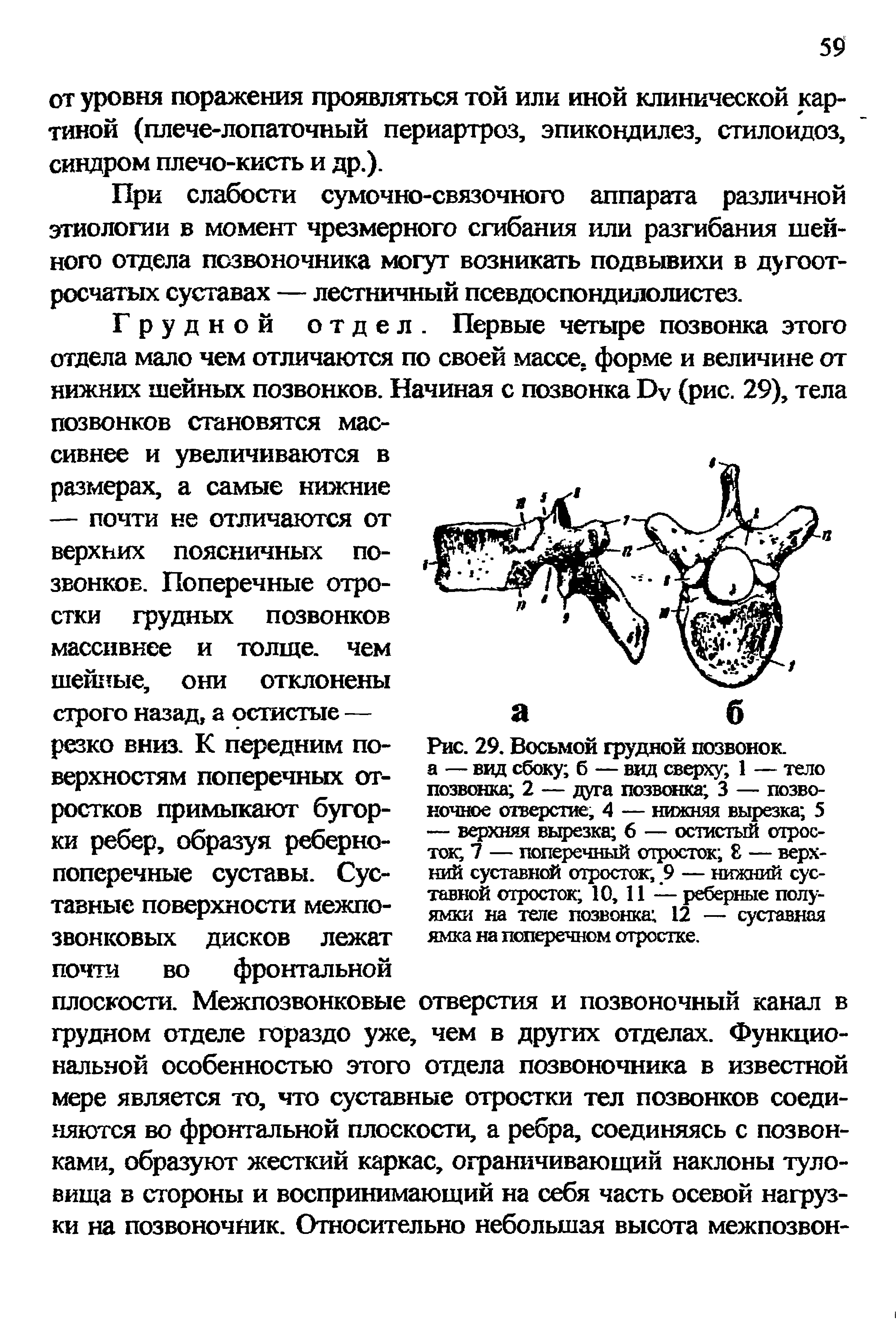 Рис. 29. Восьмой грудной позвонок а — вид сбоку б — вид сверху 1 — тело позвонка 2 — дуга позвонка 3 — позвоночное отверстие, 4 — нижняя вырезка 5 — верхняя вырезка 6 — остистый отросток 7 — поперечный отросток 8 — верхний суставной отросток, 9 — нижний суставной отросток 10, 11 — реберные полуямки на теле позвонка 12 — суставная ямка на поперечном отростке.