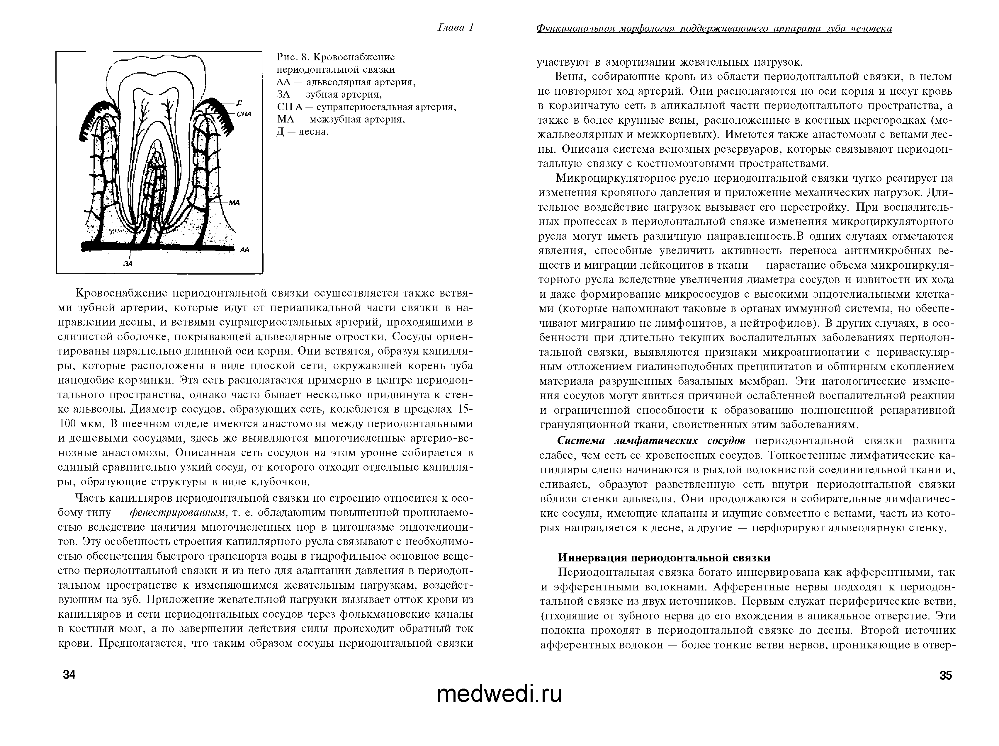 Рис. 8. Кровоснабжение периодонтальной связки АА — альвеолярная артерия, ЗА — зубная артерия,...