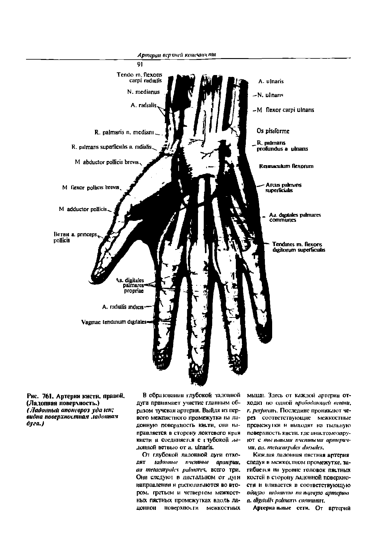 Рис. 761. Артерии кисти, правой. (Лалопная поверхность.) (Ладонный апоневроз уда кя видна поверхностная ладонная дуга.)...