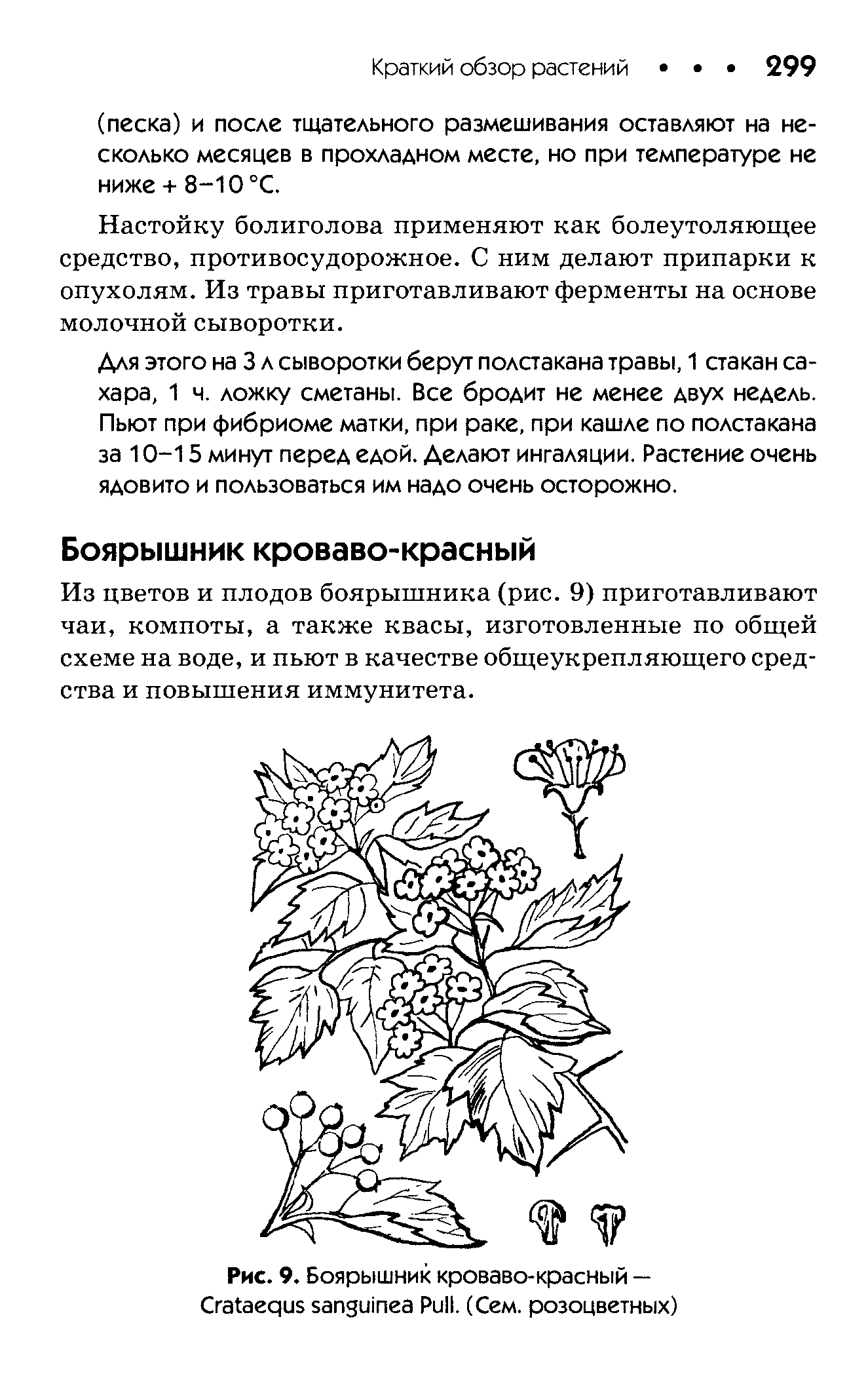 Рис. 9. Боярышник кроваво-красный — C P . (Сем. розоцветных)...