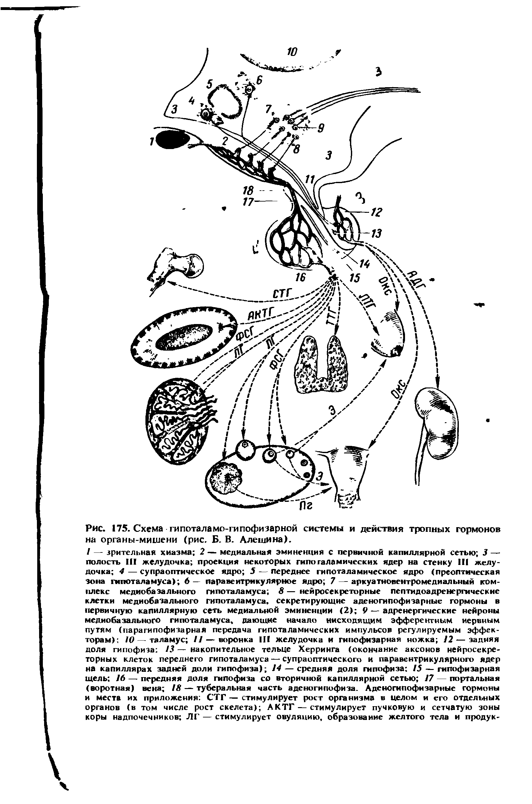 Рис. 175. Схема гипоталамо-гипофизарной системы и действия тропных гормонов на органы-мишени (рис. Б. В. Алешина).