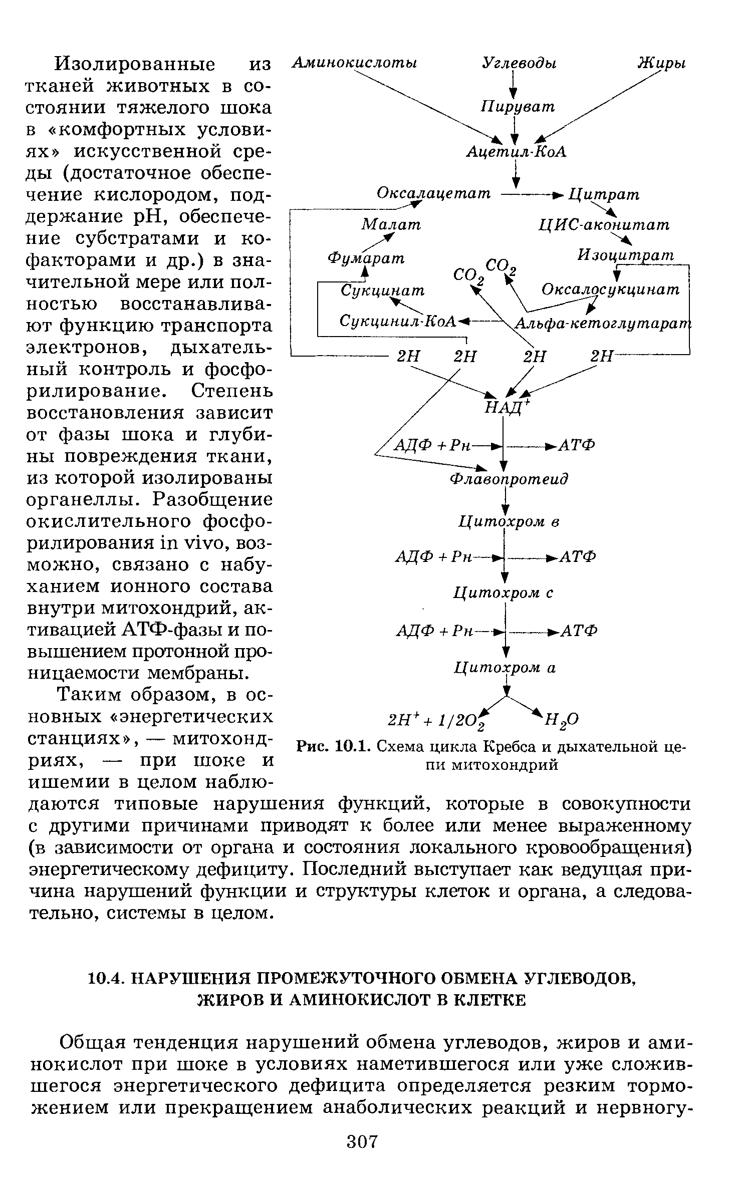 Рис. 10.1. Схема цикла Кребса и дыхательной цепи митохондрий...