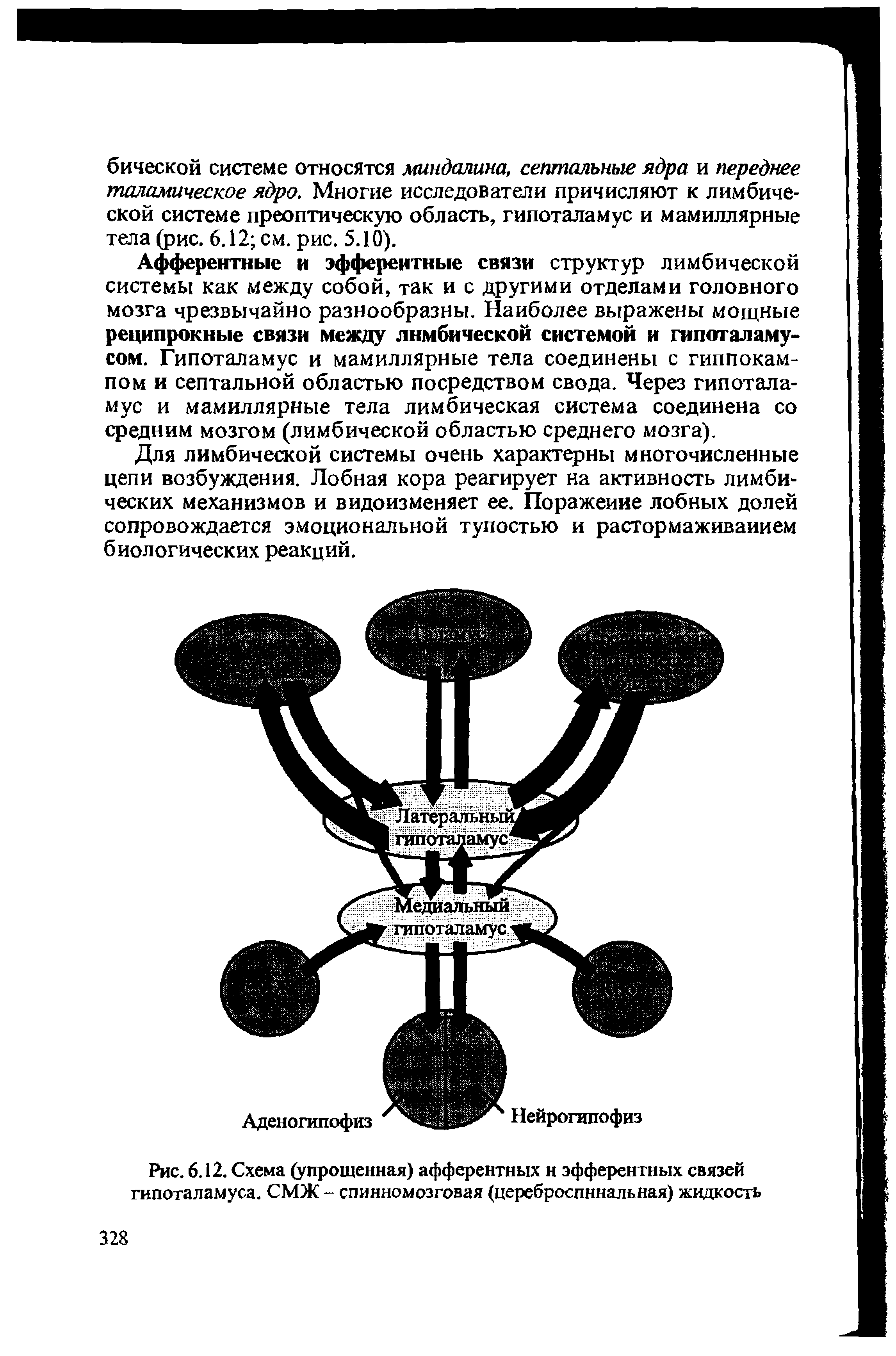 Рис. 6.12. Схема (упрощенная) афферентных н эфферентных связей гипоталамуса. СМЖ - спинномозговая (цереброспинальная) жидкость...