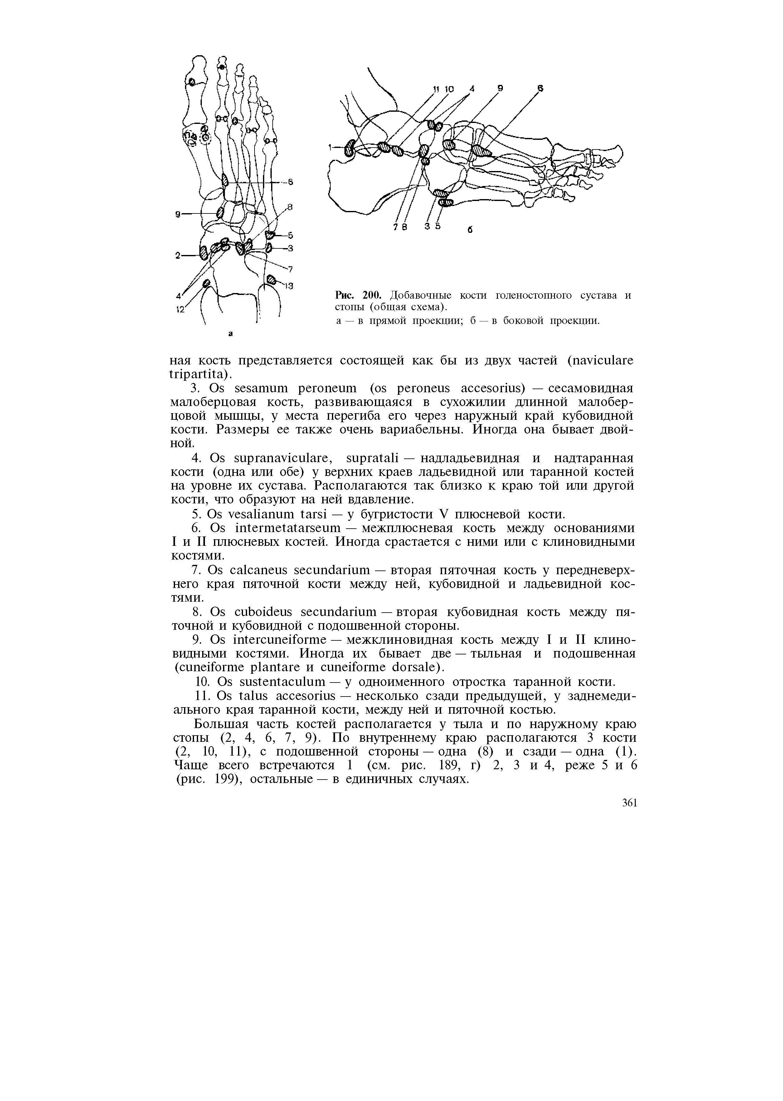 Рис. 200. Добавочные кости голеностопного сустава и стопы (общая схема).