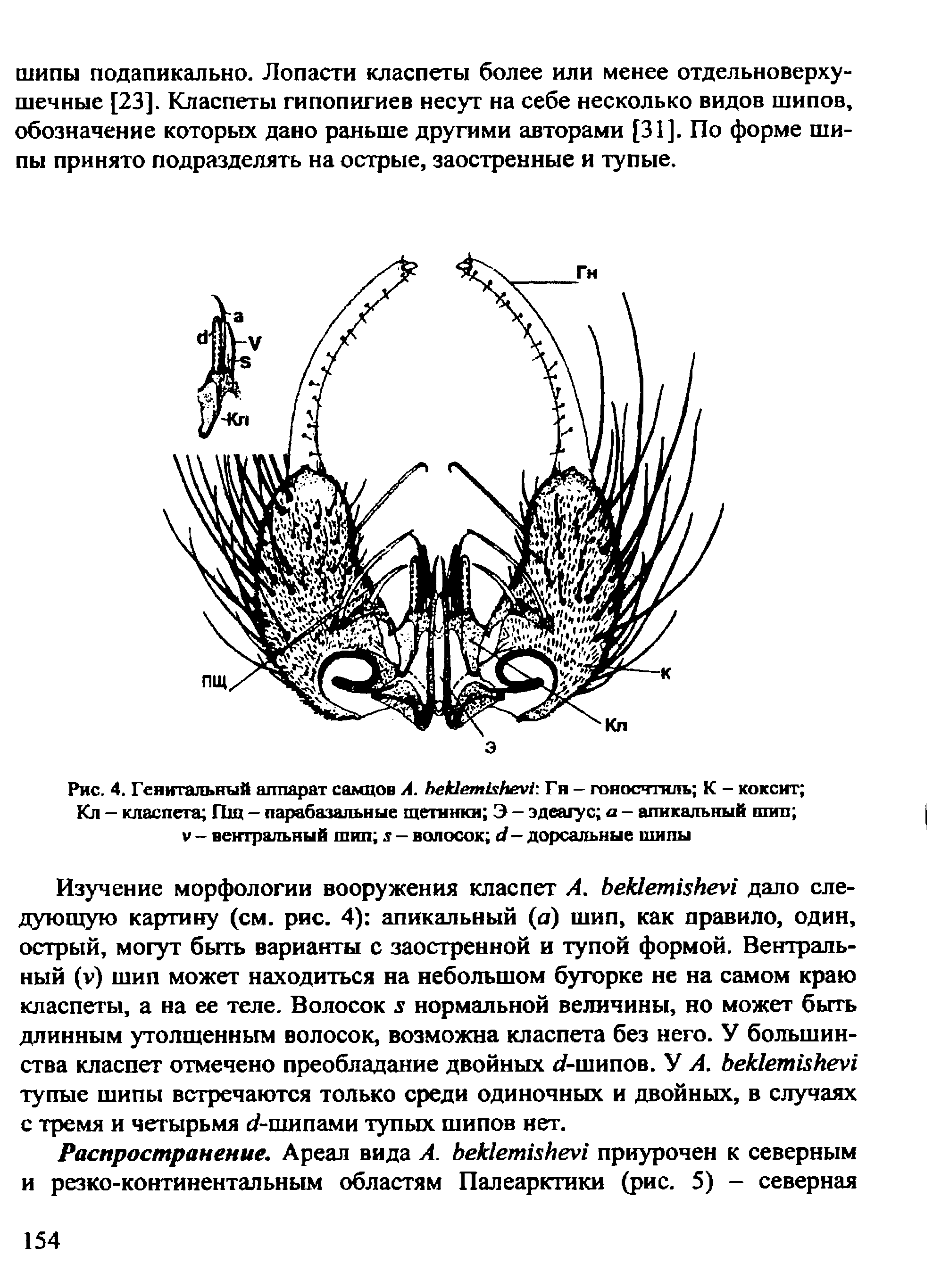 Рис. 4. Генитальный аппарат самцов А. Ьек1ет1 Ье 1 Гн — гоносчтяль К — коксит Кл — класпета Г1щ — парабазальные щетинки Э — эдеагус а — апикальный шип V - вентральный шип л1 — волосок </- дорсальные шипы...