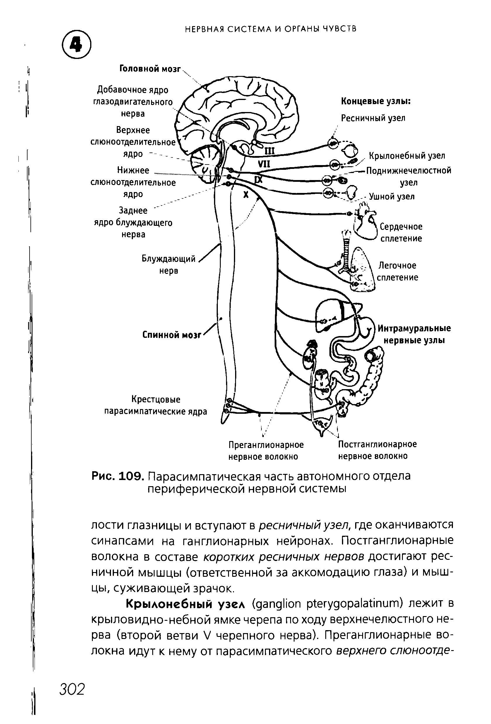 Рис. 109. Парасимпатическая часть автономного отдела периферической нервной системы...