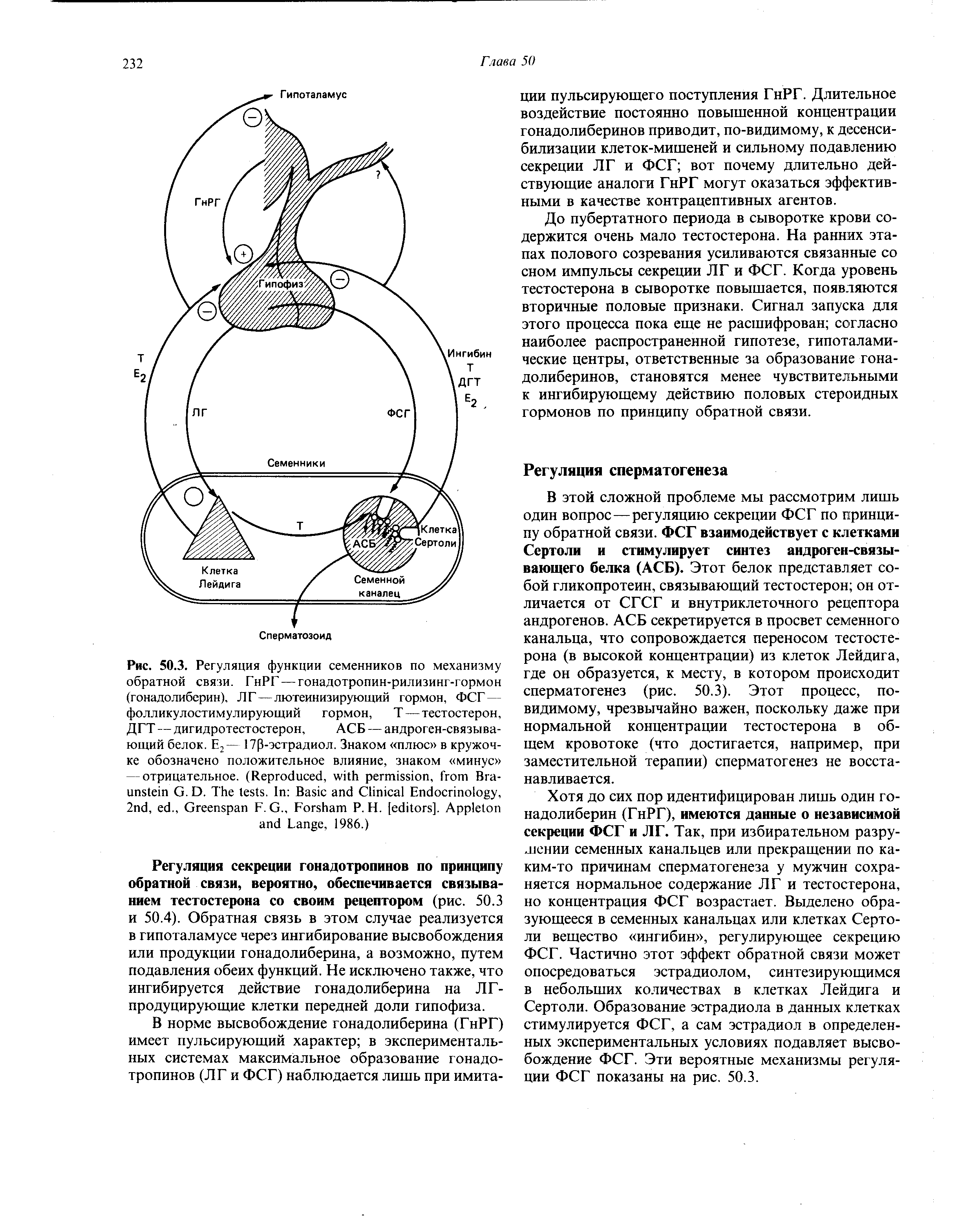 Рис. 50.3. Регуляция функции семенников по механизму обратной связи. ГнРГ — гонадотропин-рилизинг-гормон (гонадолиберин), Л Г — лютеинизирующий гормон, ФСГ — фолликулостимулирующий гормон, Т — тестостерон, ДГТ — дигидротестостерон, АСБ — андроген-связыва-...