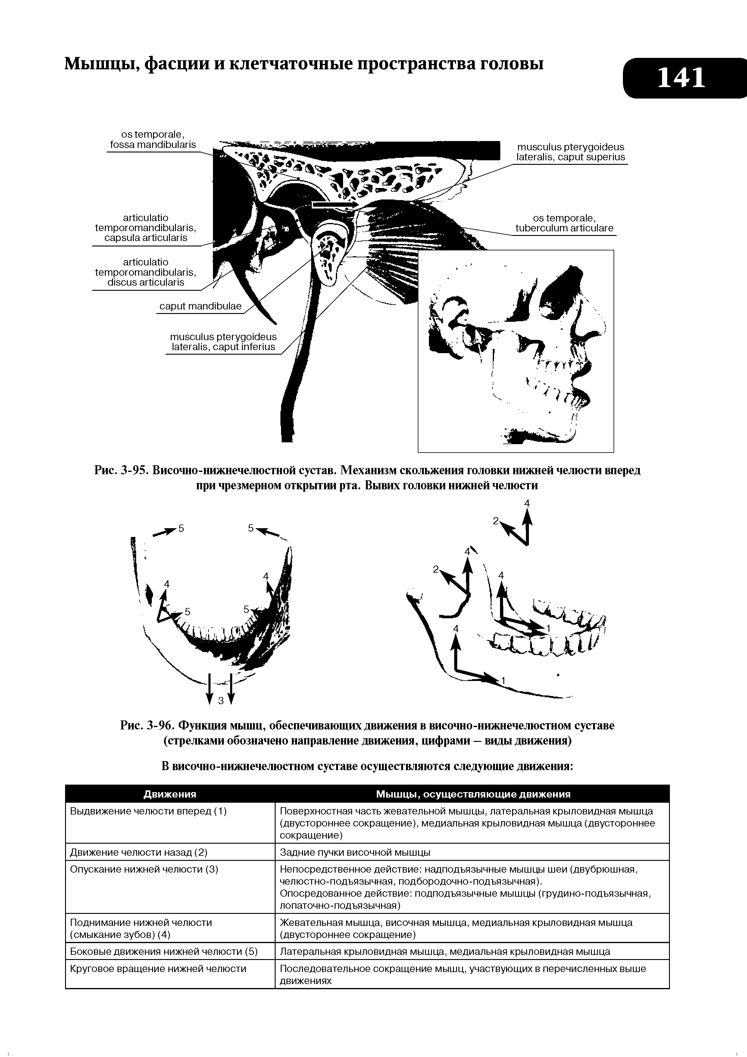 Рис. 3-96. Функция мышц, обеспечивающих движения в височно-нижнечелюстном суставе (стрелками обозначено направление движения, цифрами — виды движения)...