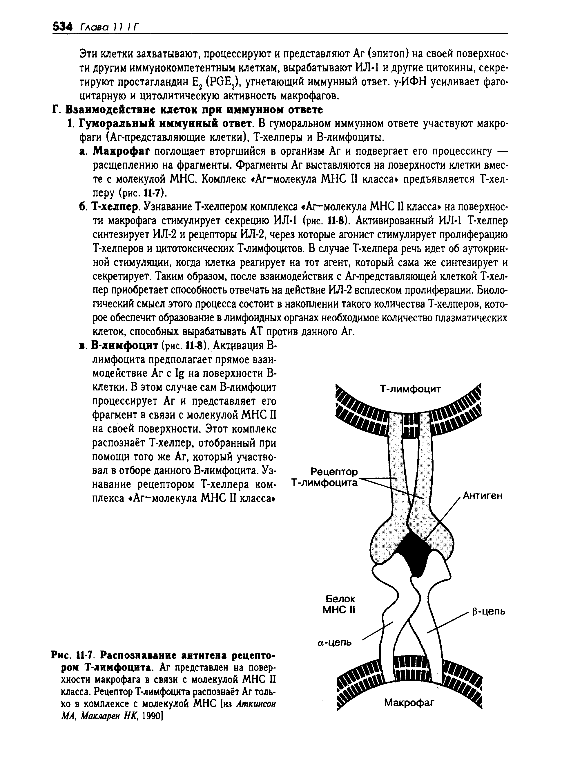 Рис. 11-7. Распознавание антигена рецептором Т-лимфоцита. Аг представлен на поверхности макрофага в связи с молекулой МНС II класса. Рецептор Т-лимфоцита распознаёт Аг только в комплексе с молекулой МНС [из Аткинсон МА, Макларен НК, 19901...