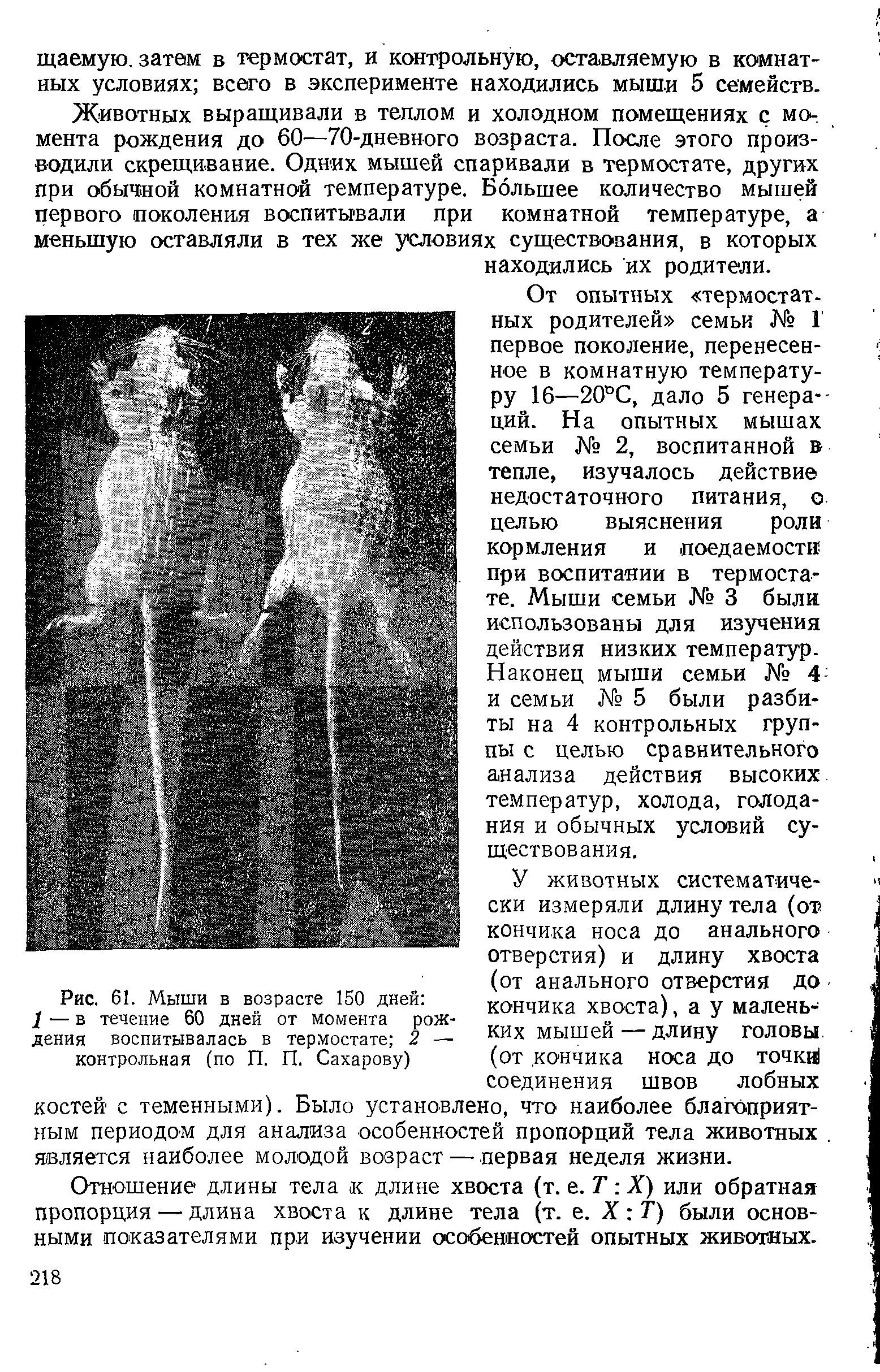 Рис. 61. Мыши в возрасте 150 дней 7 — в течение 60 дней от момента рождения воспитывалась в термостате 2 — контрольная (по П. П. Сахарову)...