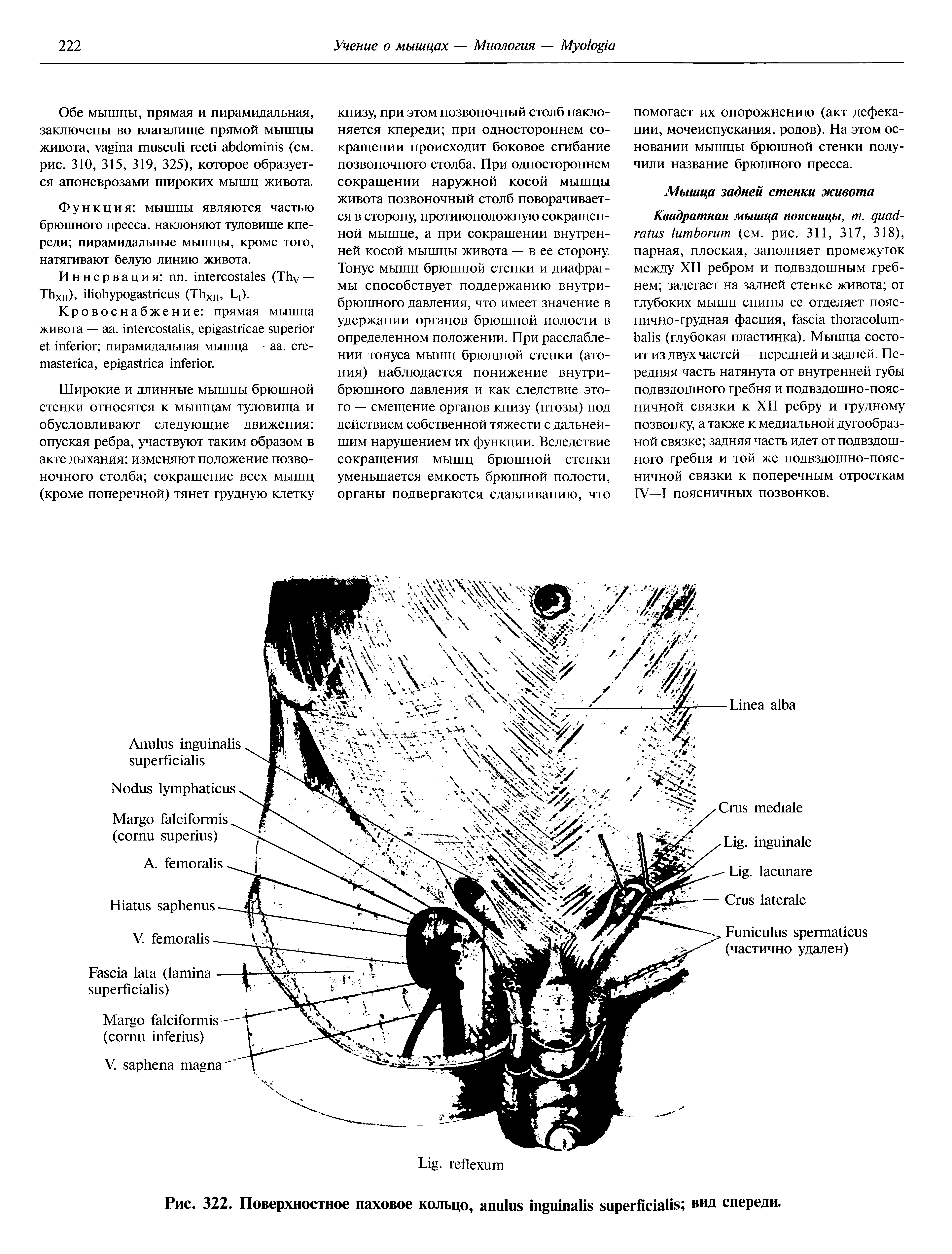 Рис. 322. Поверхностное паховое кольцо, вид спереди.