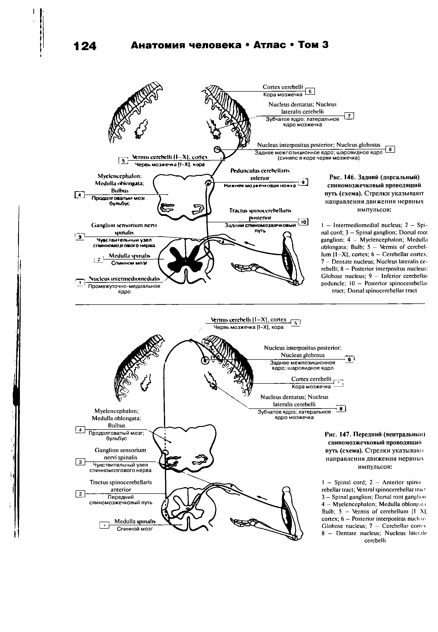 Рис. 147. Передний (вентральный) спиномозжечковый проводящий путь (схема). Стрелки указываю) направления движения нервных импульсов ...