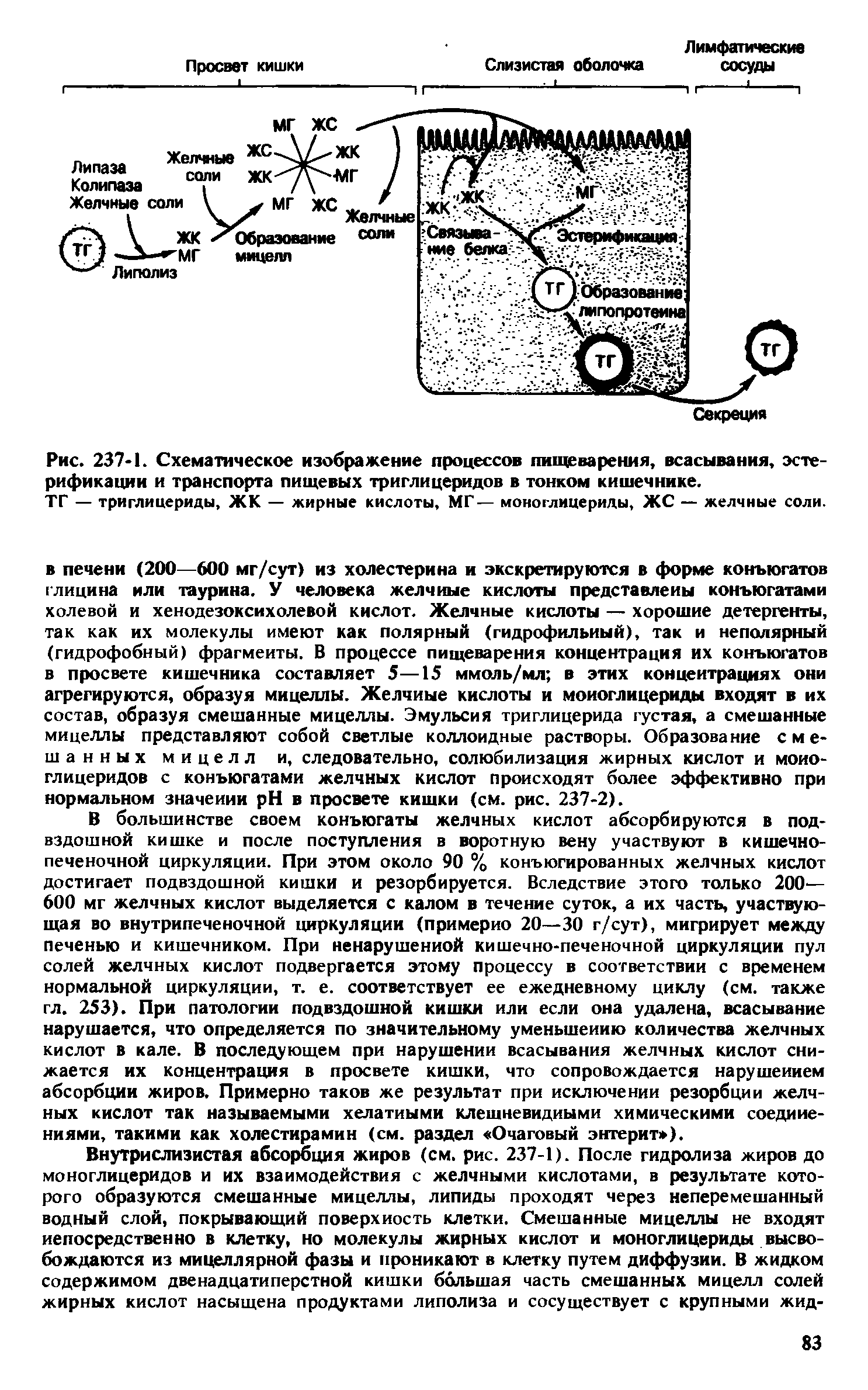 Рис. 237-1. Схематическое изображение процессов пищеварения, всасывания, эсте-рификации и транспорта пищевых триглицеридов в тонком кишечнике.