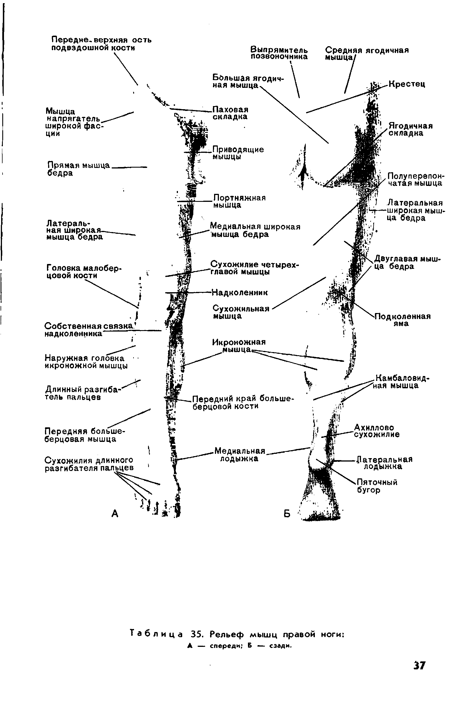 Таблица 35. Рельеф мышц правой ноги А — спереди Б — сзади.