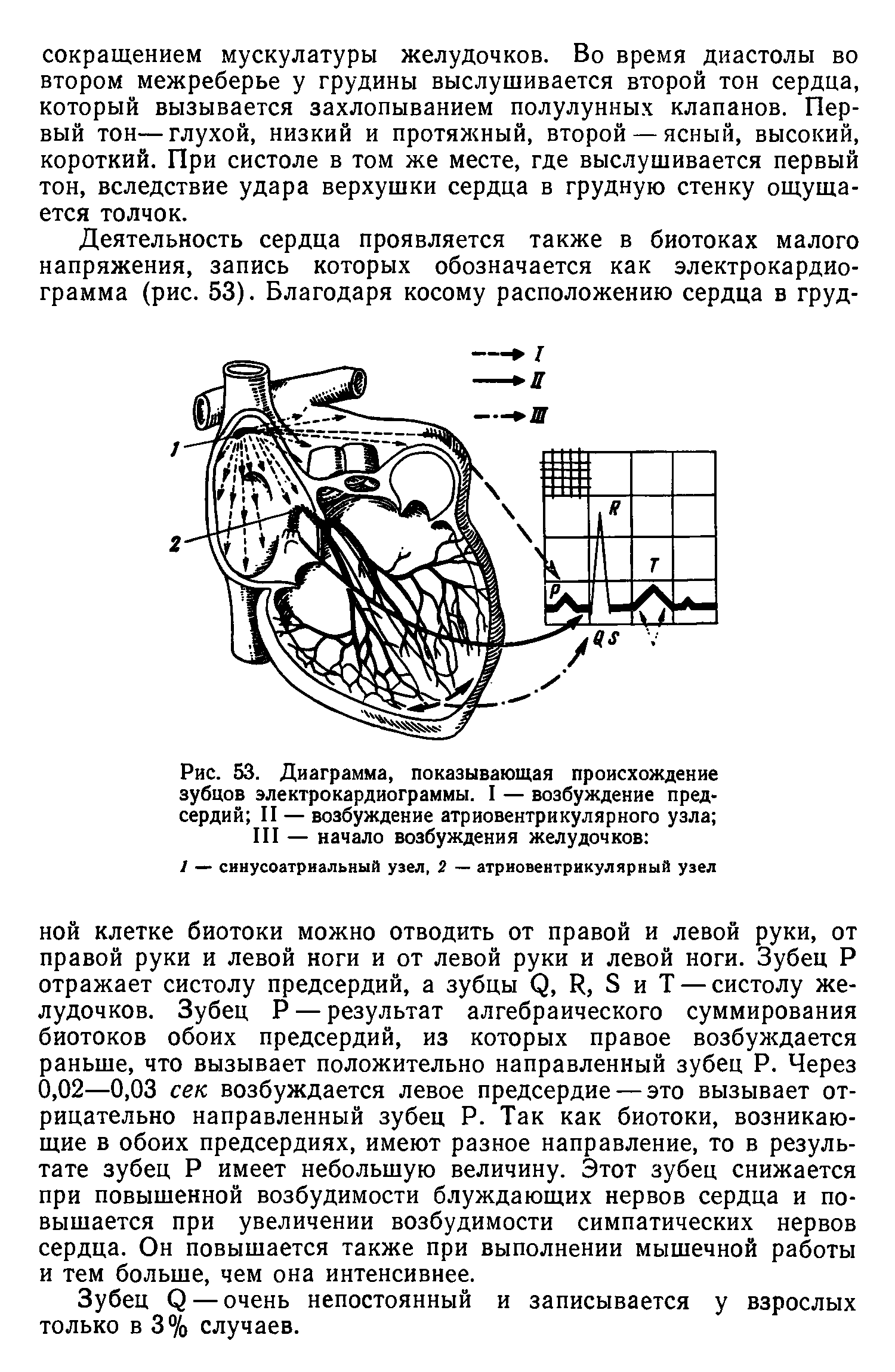 Рис. 53. Диаграмма, показывающая происхождение зубцов электрокардиограммы. I — возбуждение предсердий II — возбуждение атриовентрикулярного узла ...