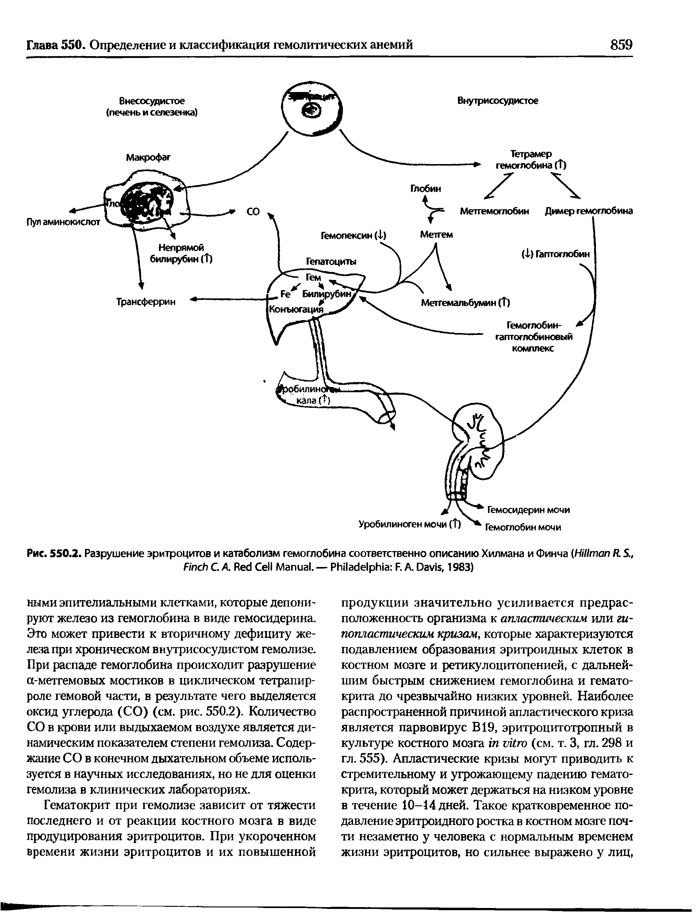 Рис. 550.2. Разрушение эритроцитов и катаболизм гемоглобина соответственно описанию Хилмана и Финча (H R. S., F С. A. R C M . — P F. A. D , 1983)...