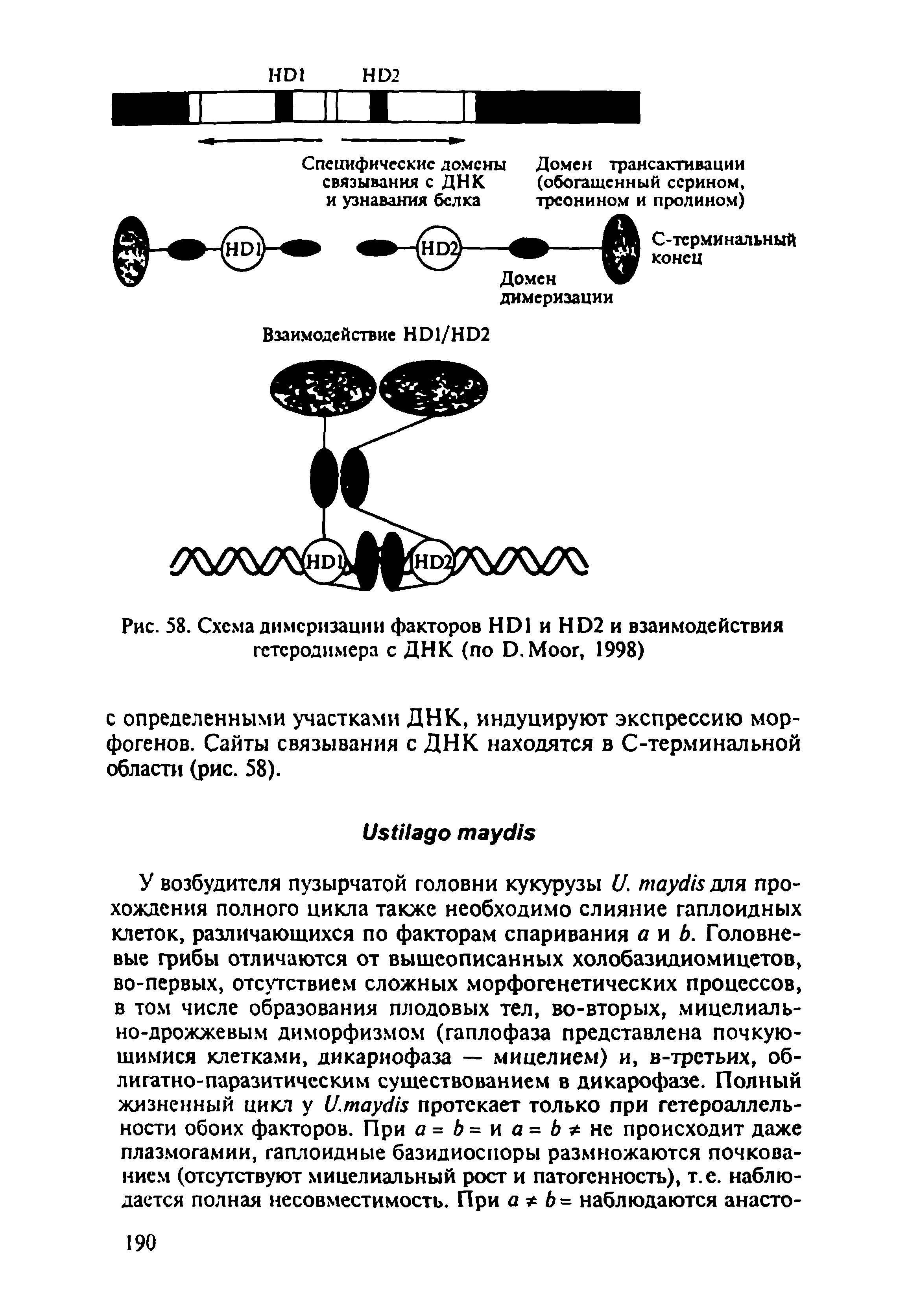 Рис. 58. Схема димеризации факторов HD1 и HD2 и взаимодействия гстсродимера с ДНК (по D.M , 1998)...