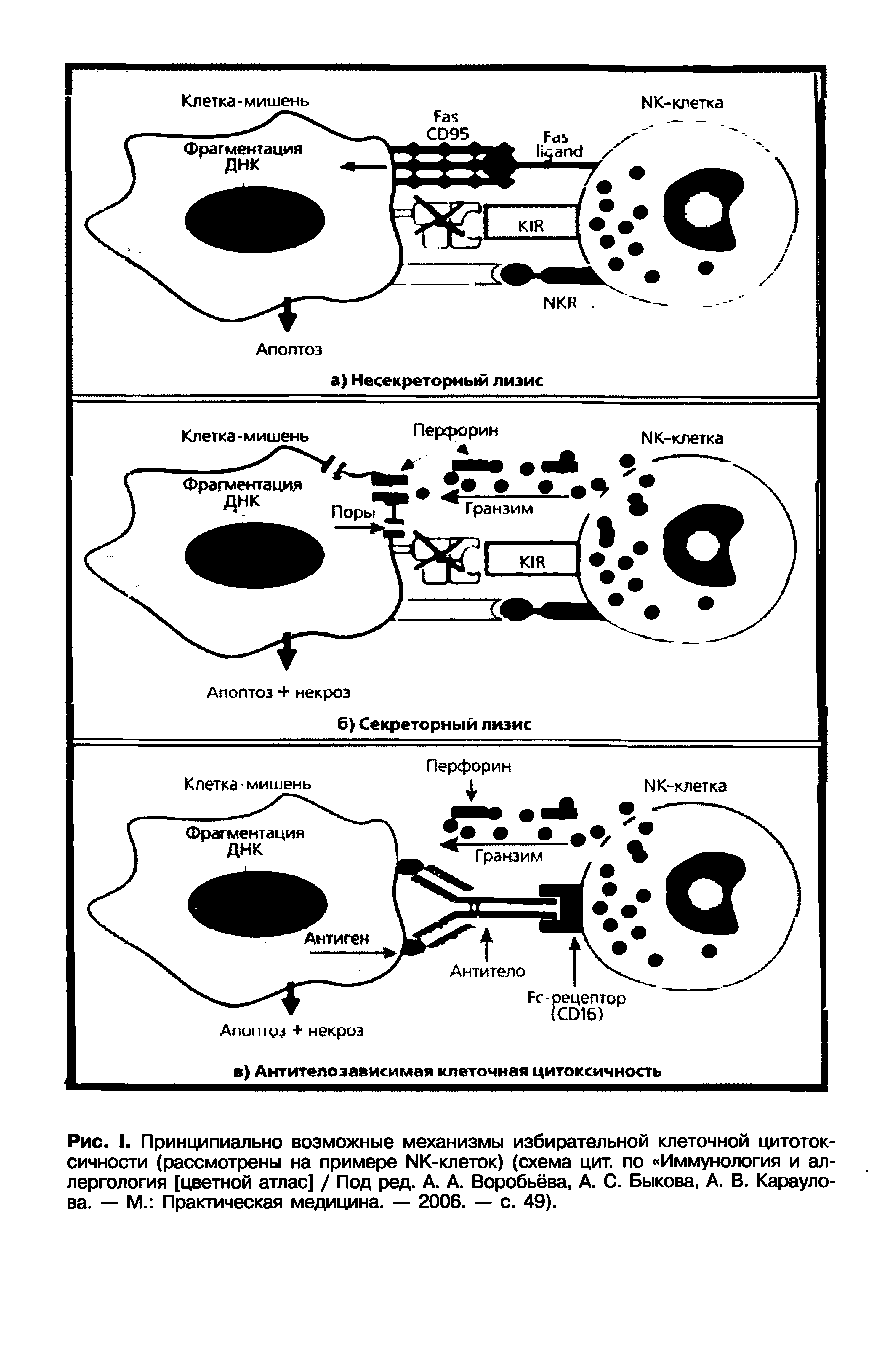 Рис. I. Принципиально возможные механизмы избирательной клеточной цитотоксичности (рассмотрены на примере ЫК-клеток) (схема цит. по Иммунология и аллергология [цветной атлас] / Под ред. А. А. Воробьёва, А. С. Быкова, А. В. Караулова. — М. Практическая медицина. — 2006. — с. 49).